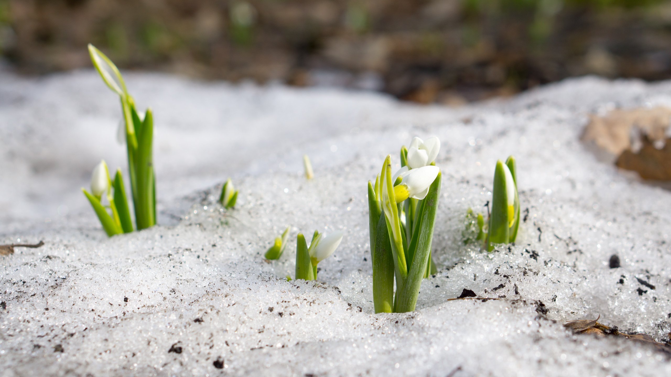 Фотография март 7. Первоцветы (подснежники, крокусы, гиацинты).. Подснежник белоцветник весенний снег. Белоцветник весенний. Первоцветы черемша.