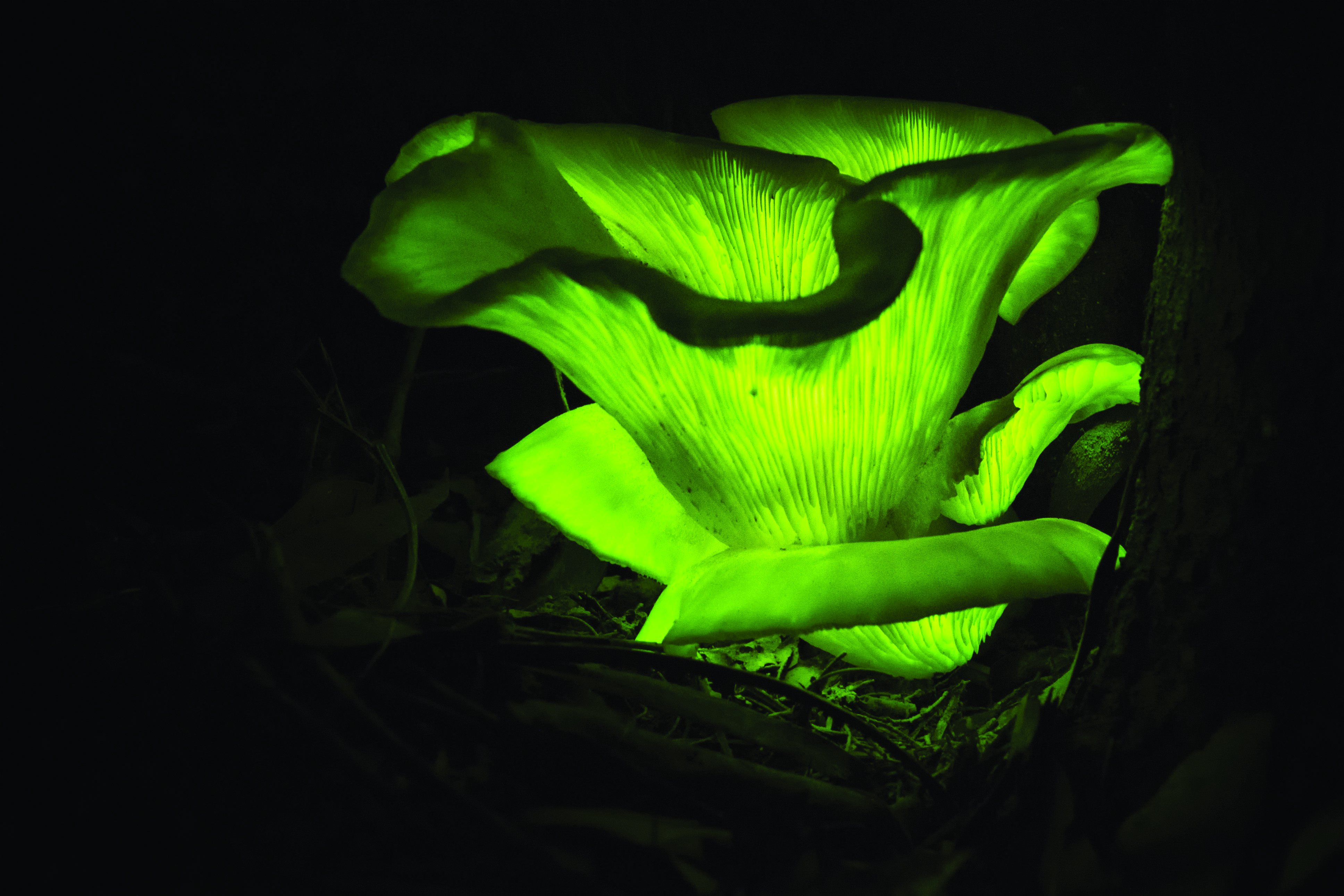 Гнилушки источник света. Светящиеся грибы Mycena LUXAETERNA. Призрачный гриб Omphalotus Nidiformis. Биолюминесценция грибы. Мицена хлорофос гриб.