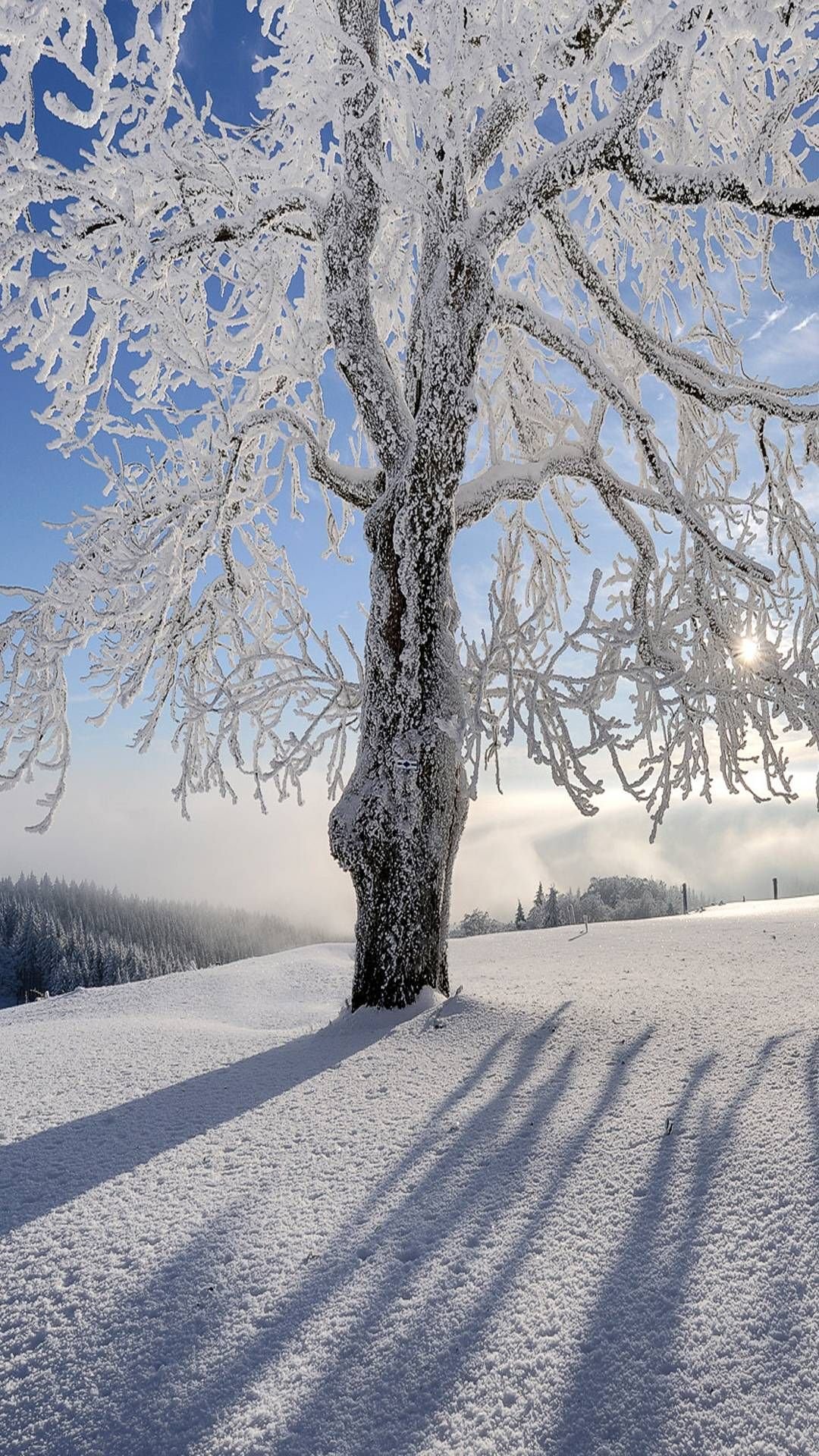 Зима красивые деревья. Зимний пейзаж. Деревья зимой. Снежные деревья. Зимняя природа.
