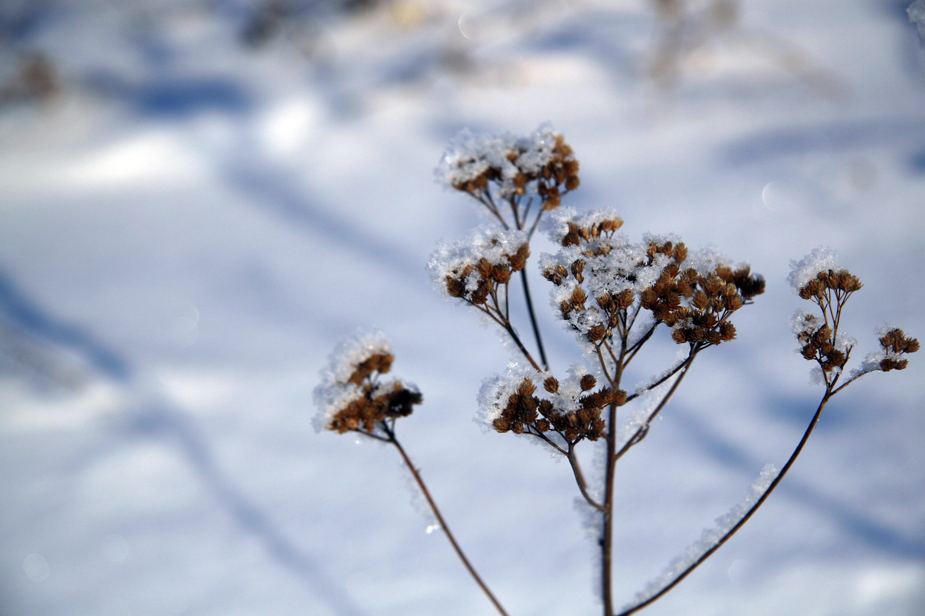 Plants winter. Снег на траве. Травянистые растения зимой. Сухая трава зимой. Сухоцветы в снегу.