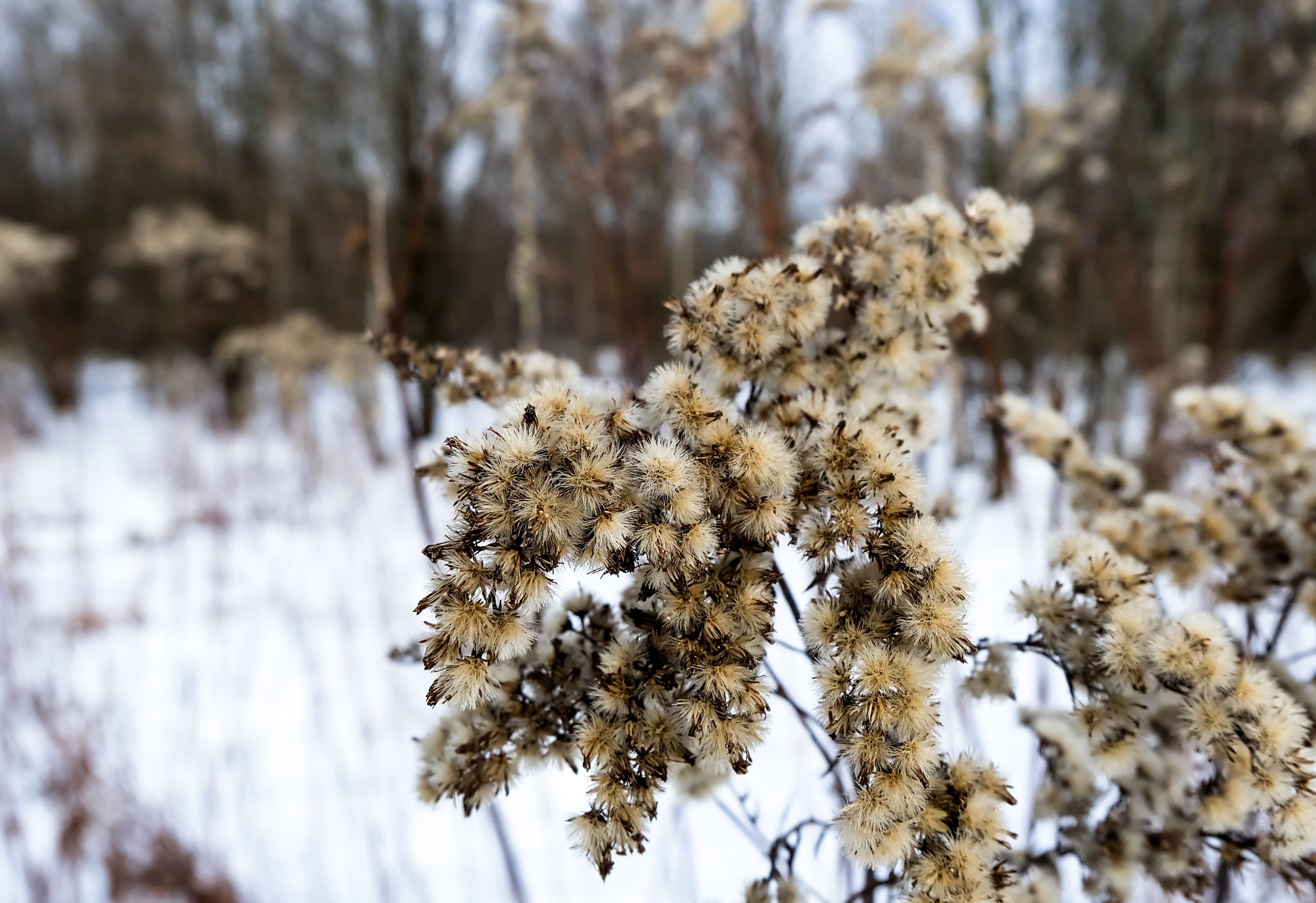 Plants winter. Зимние кустарники. Трава зимой. Сухоцветы зимой. Сухая трава зимой.