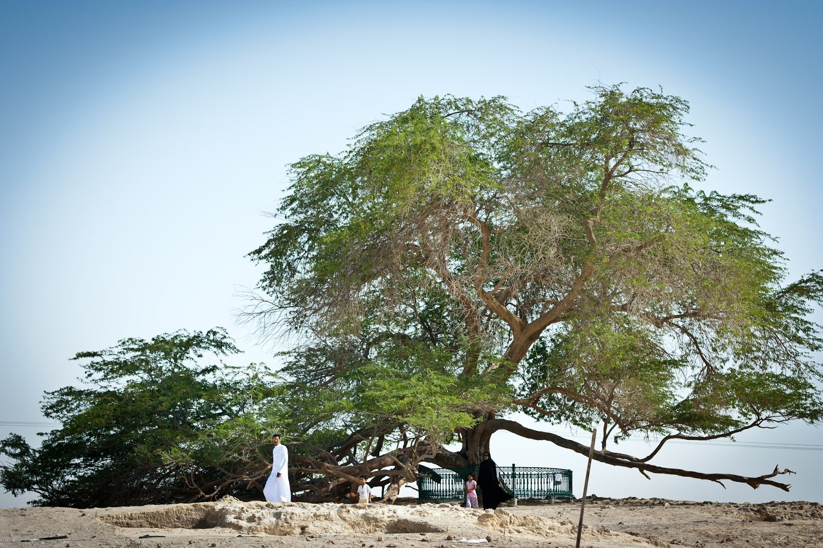 Многие деревья живут. Мескитовое дерево Бахрейн. Древо жизни Бахрейн. Дерево жизни в Bahrain. Дерево жизни в пустыне Бахрейна.