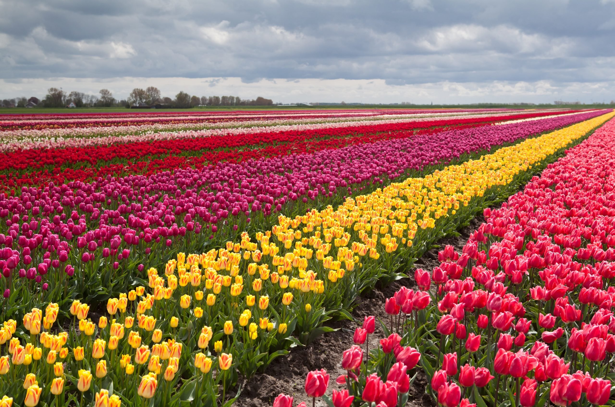 Плантации тюльпанов в Голландии