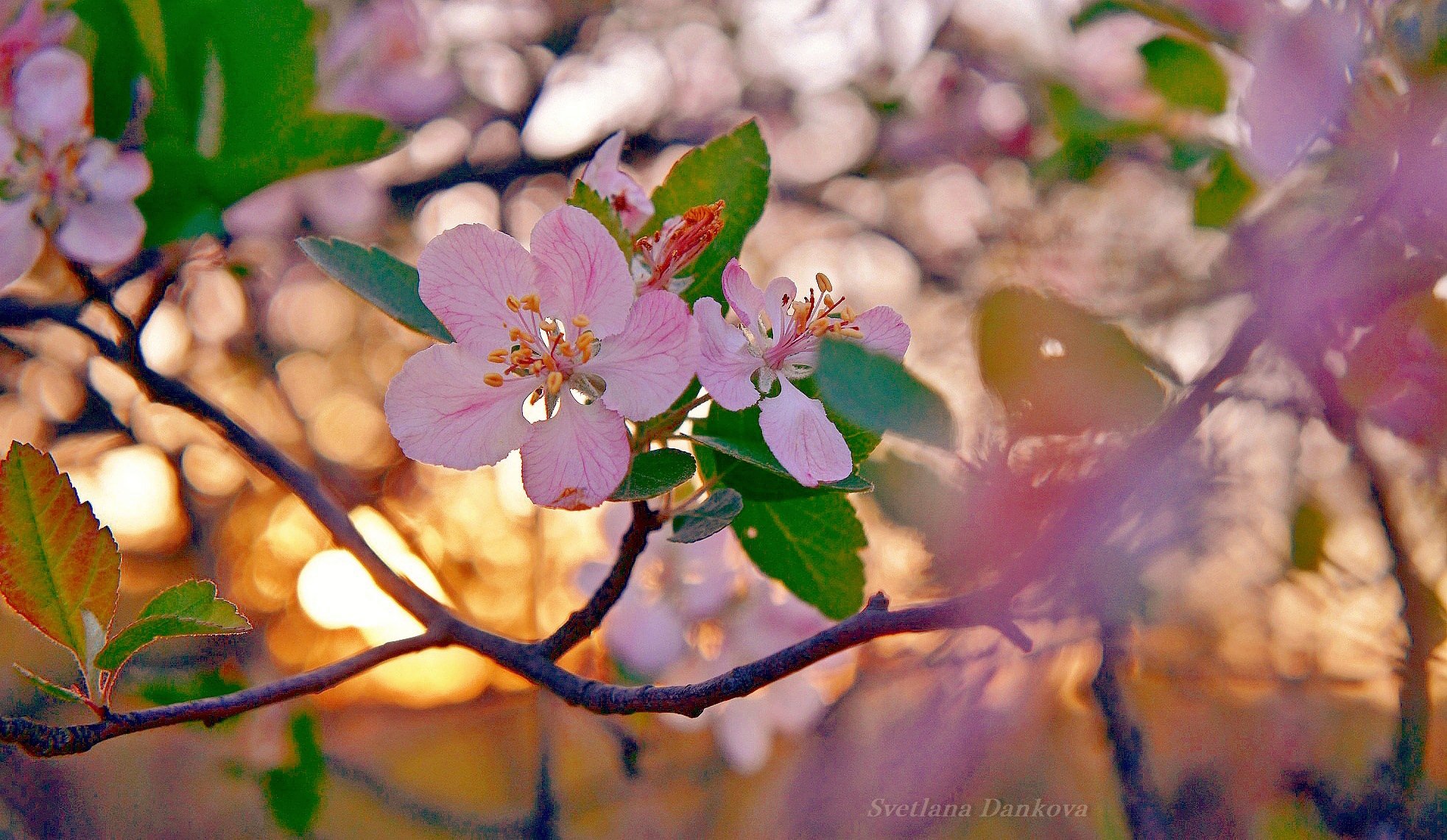 Яблоневый цвет юность на заре. Яблони в цвету. Яблоня цветёт. Весеннее цветение.. Яблони в цвету солнце.