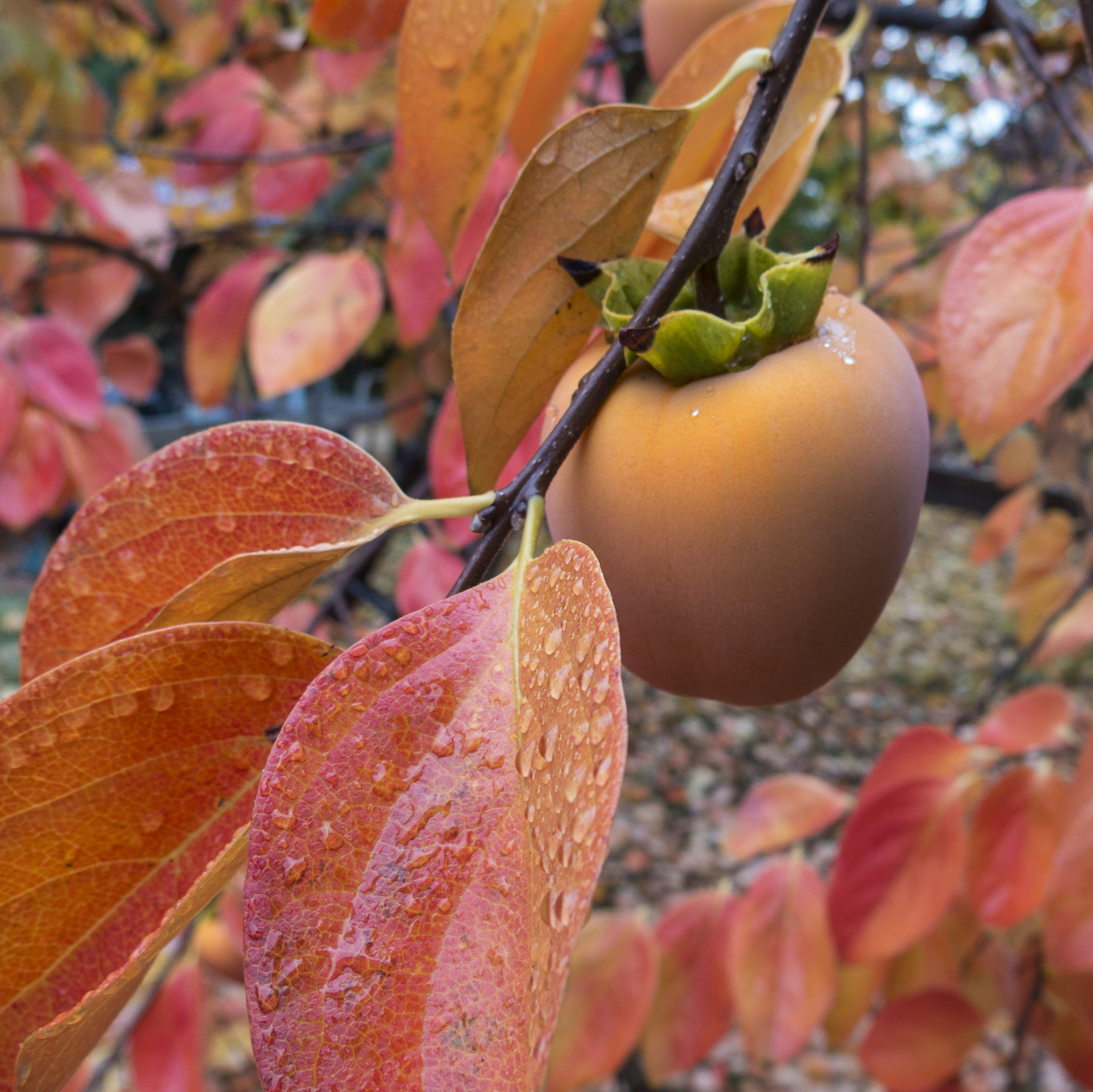 Абрикос осенью. Хурма дерево. Хурма Хачия. Persimmon Hachiya. Листья хурмы Королек.