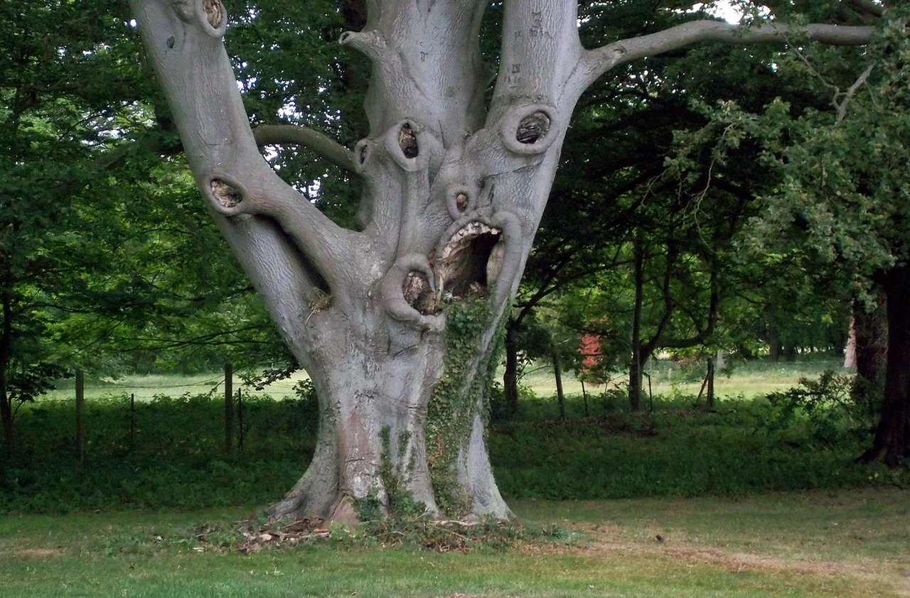 Самые страшные чудеса. Дуб парк Фредвилл, Нонингтон, Великобритания. Исполинский ясень. Гаргар дерево. Вечнозеленый дуб в Японии.