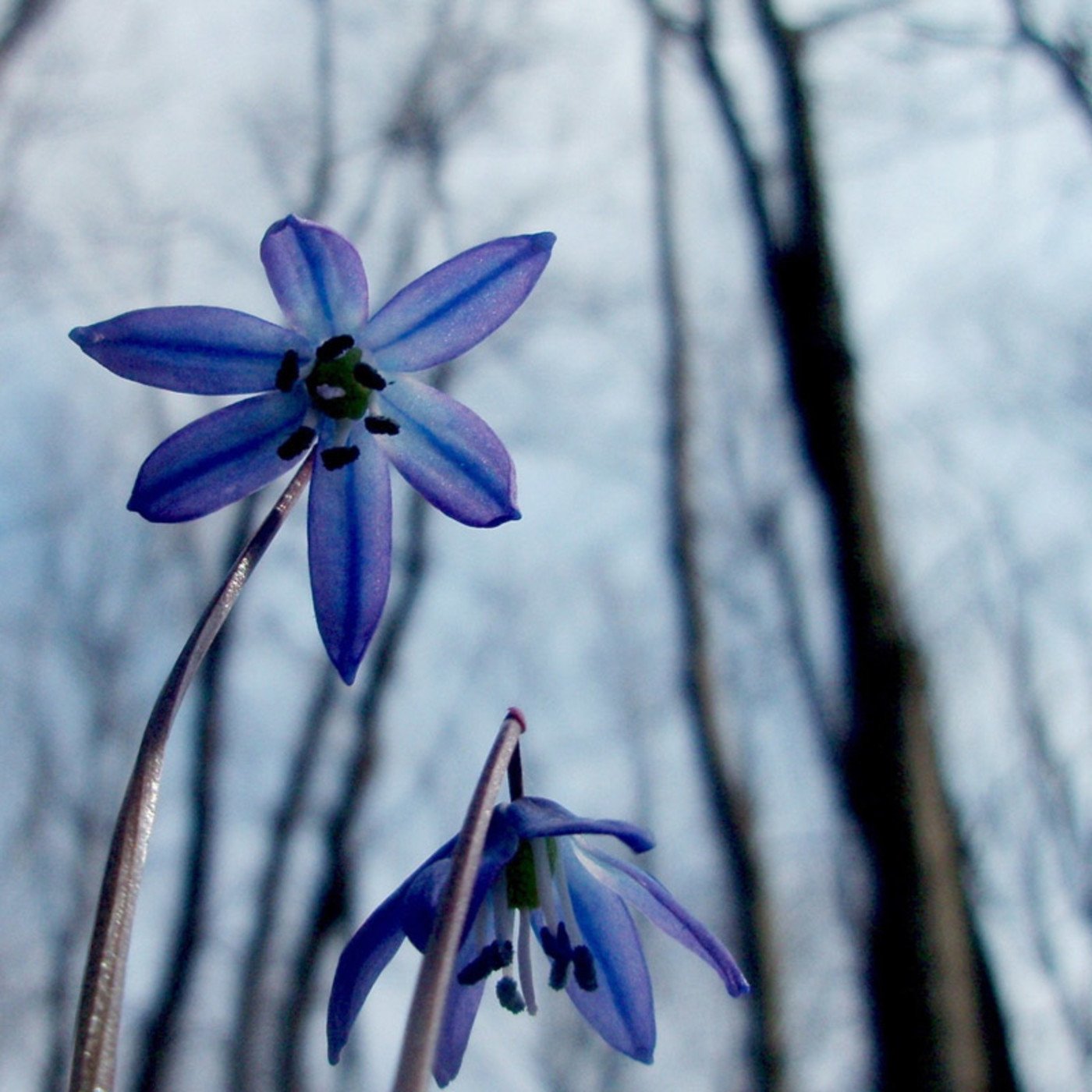 Цветы апрельские синие