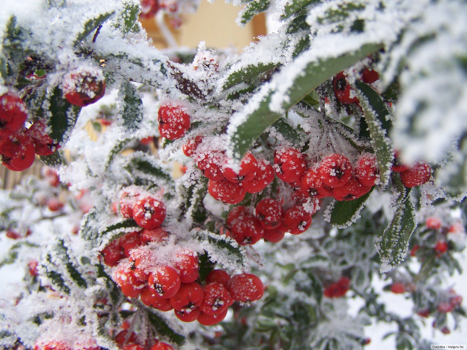 С зимой с первым снегом. Рябина в снегу. Зимние цветы. Зима рябина. Красивые зимние цветы.