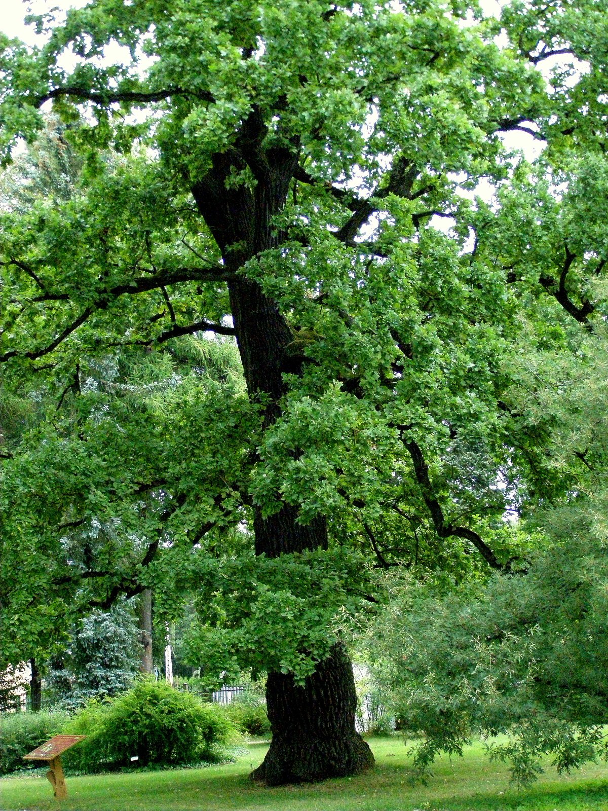 Почему дуб является памятником живой природы. Царь-дуб Беларусь. Дуб черешчатый памятник живой природы. Семисотлетний дуб. Дуб черешчатый Конкордия.
