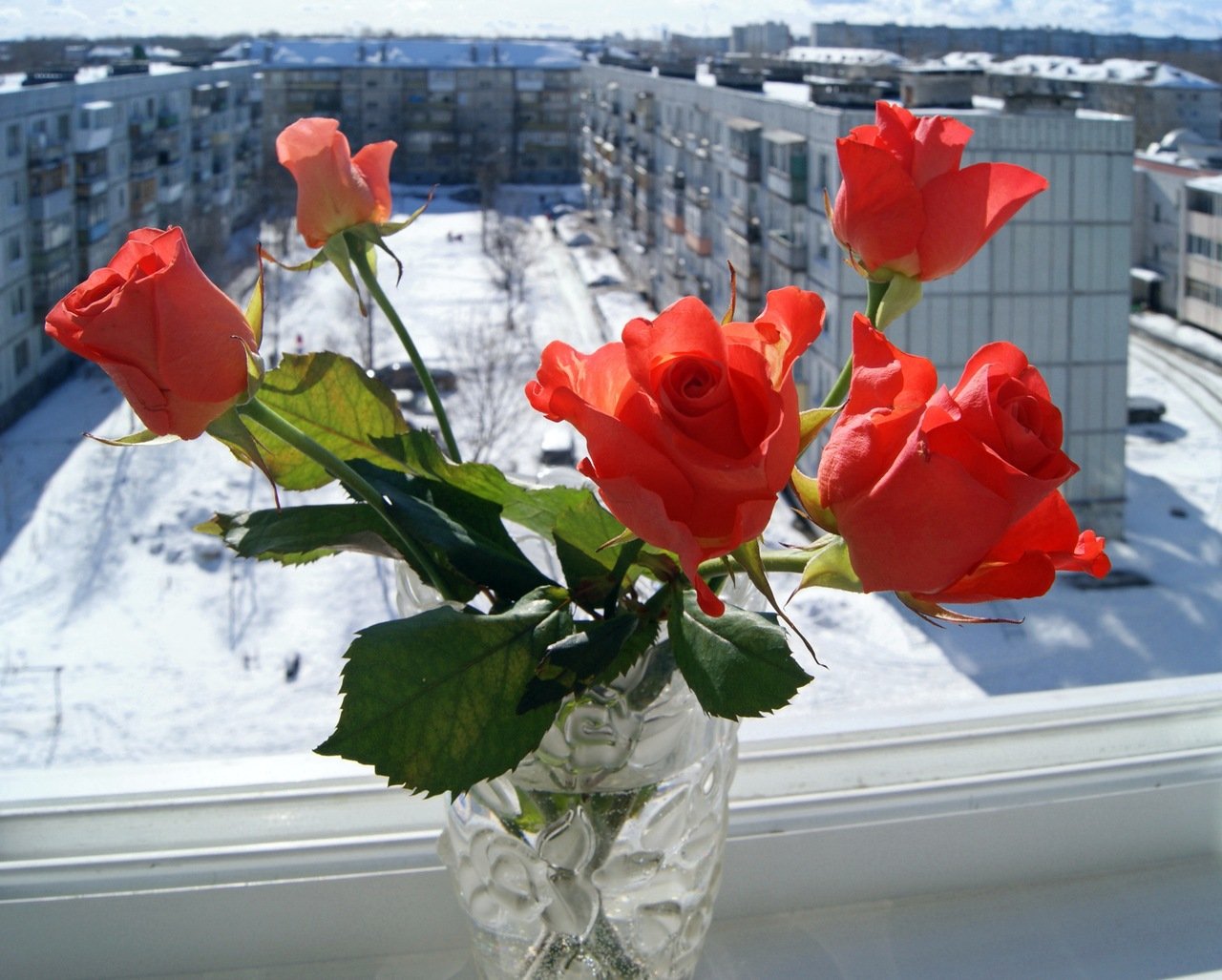 Тюльпаны на балконе зимой. Цветы на окне. Зимние цветы. Цветы на зимнем подоконнике. Цветы на окне зимой.