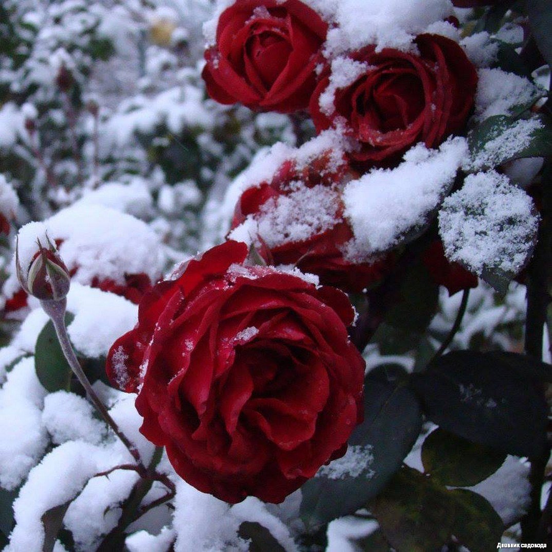 Розы снег красиво. Зимние цветы.