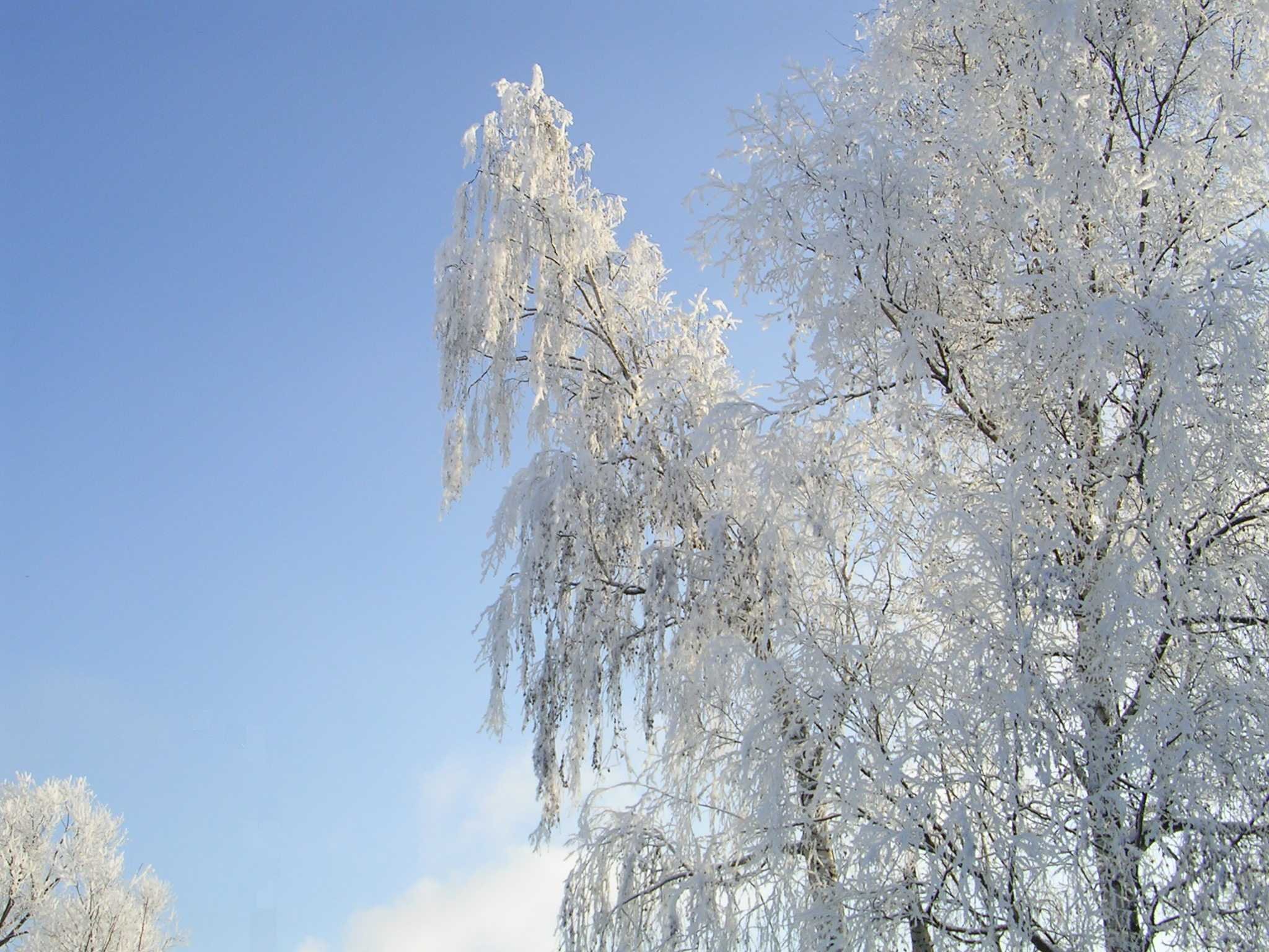 Зимняя березка. Белая береза Краснодар. Береза в снегу. Береза зимой. Береза в инее.
