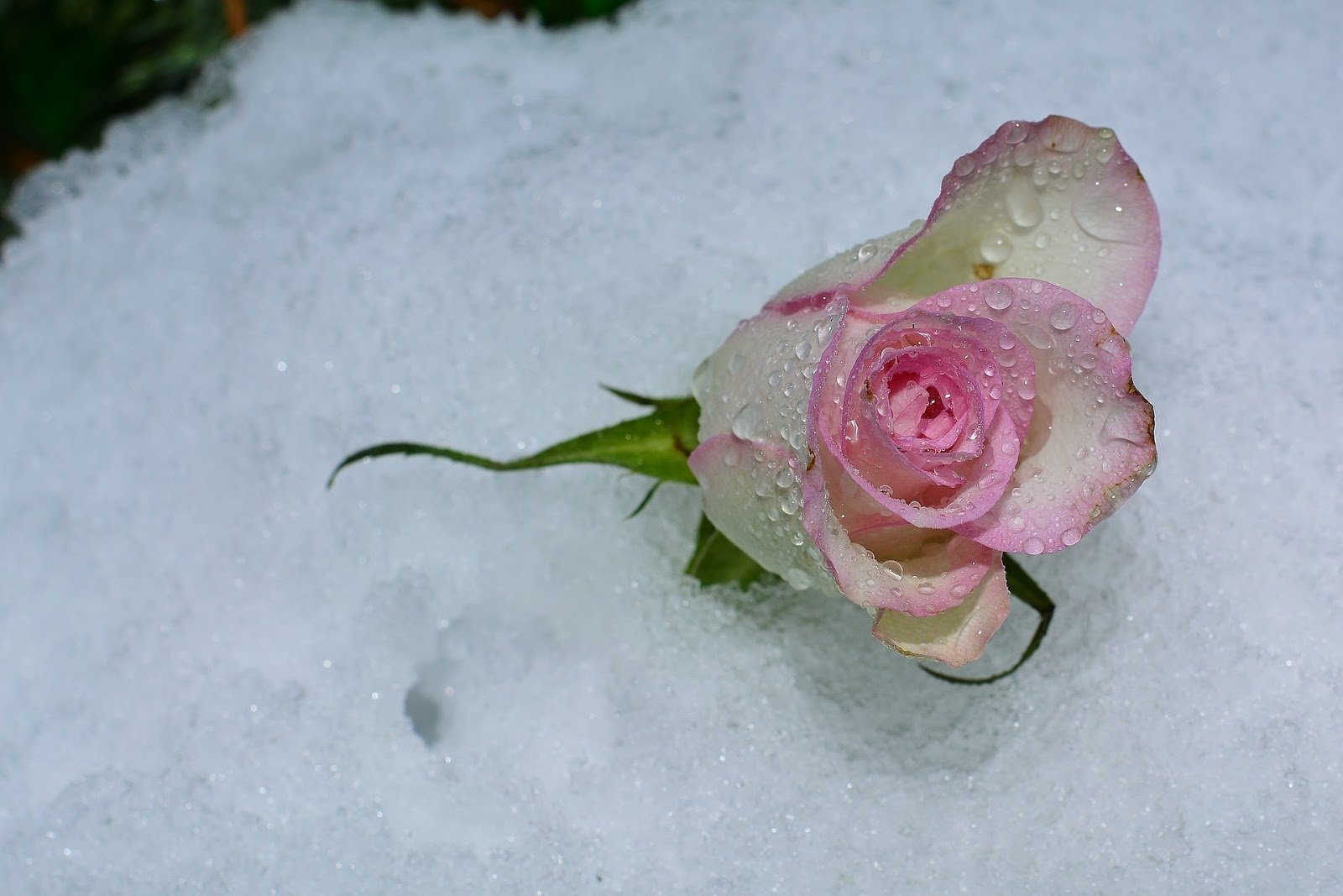 Белые розы на снегу