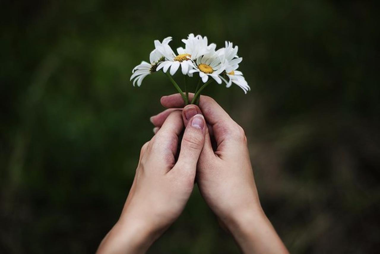 Сорванные цветы. Ромашки в руках. Цветок на руку.. Цветы в протянутой руке. Полевые цветы в руках.