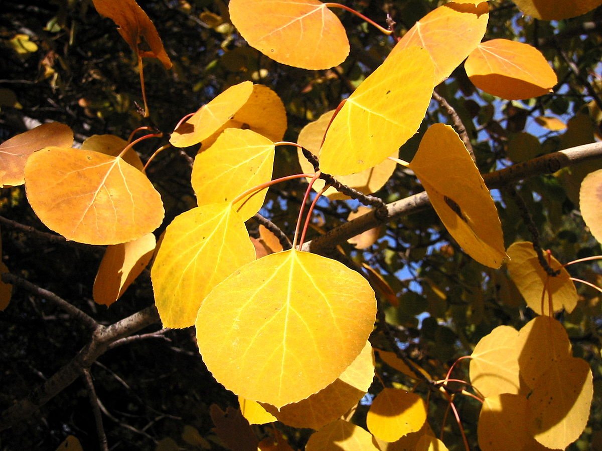 лист тополя осенью фото и осины
