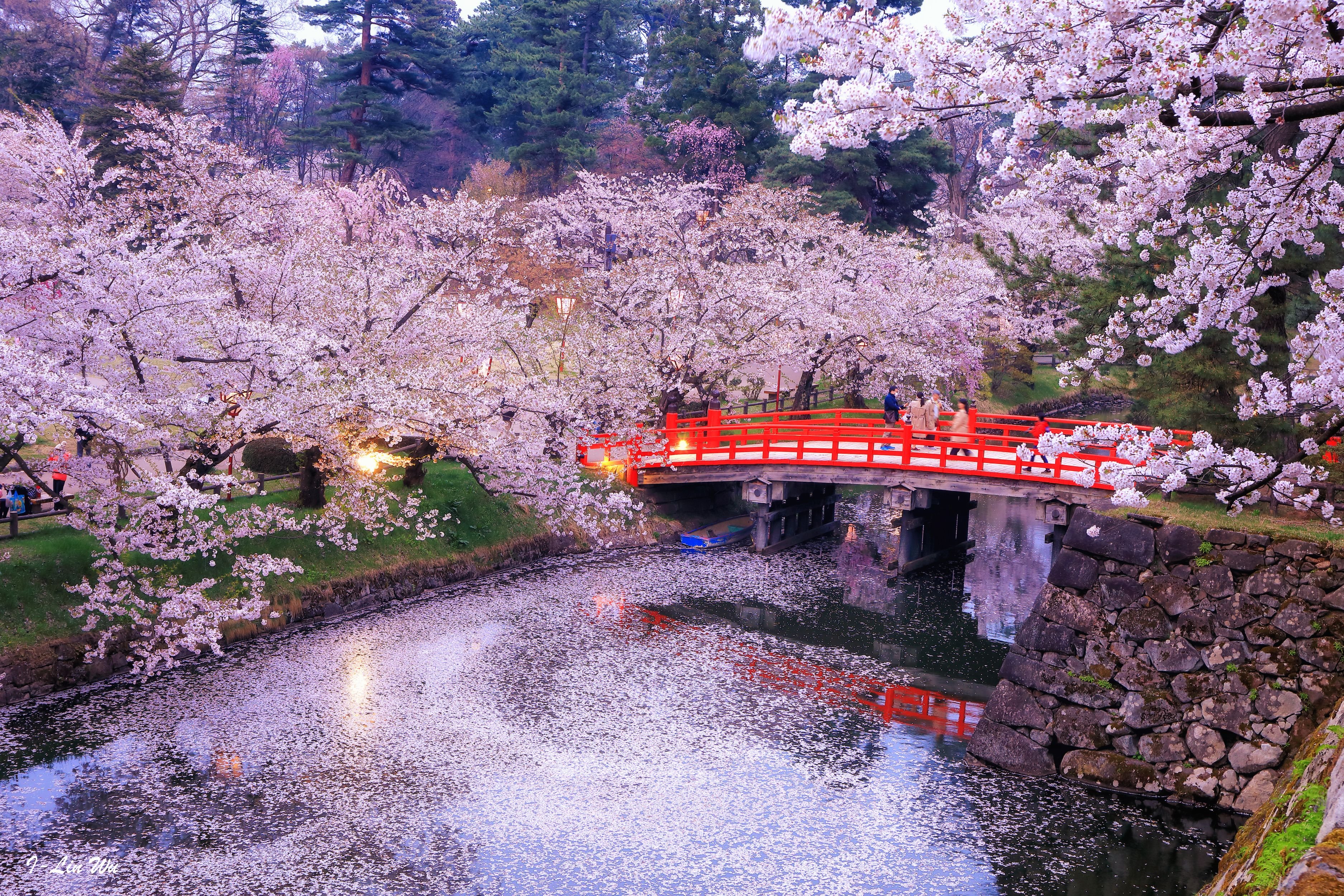 Япония пон. Йокогама Япония цветение Сакуры. Парк Уэно в Токио. Киото Япония. Парк Уэно Сакура.