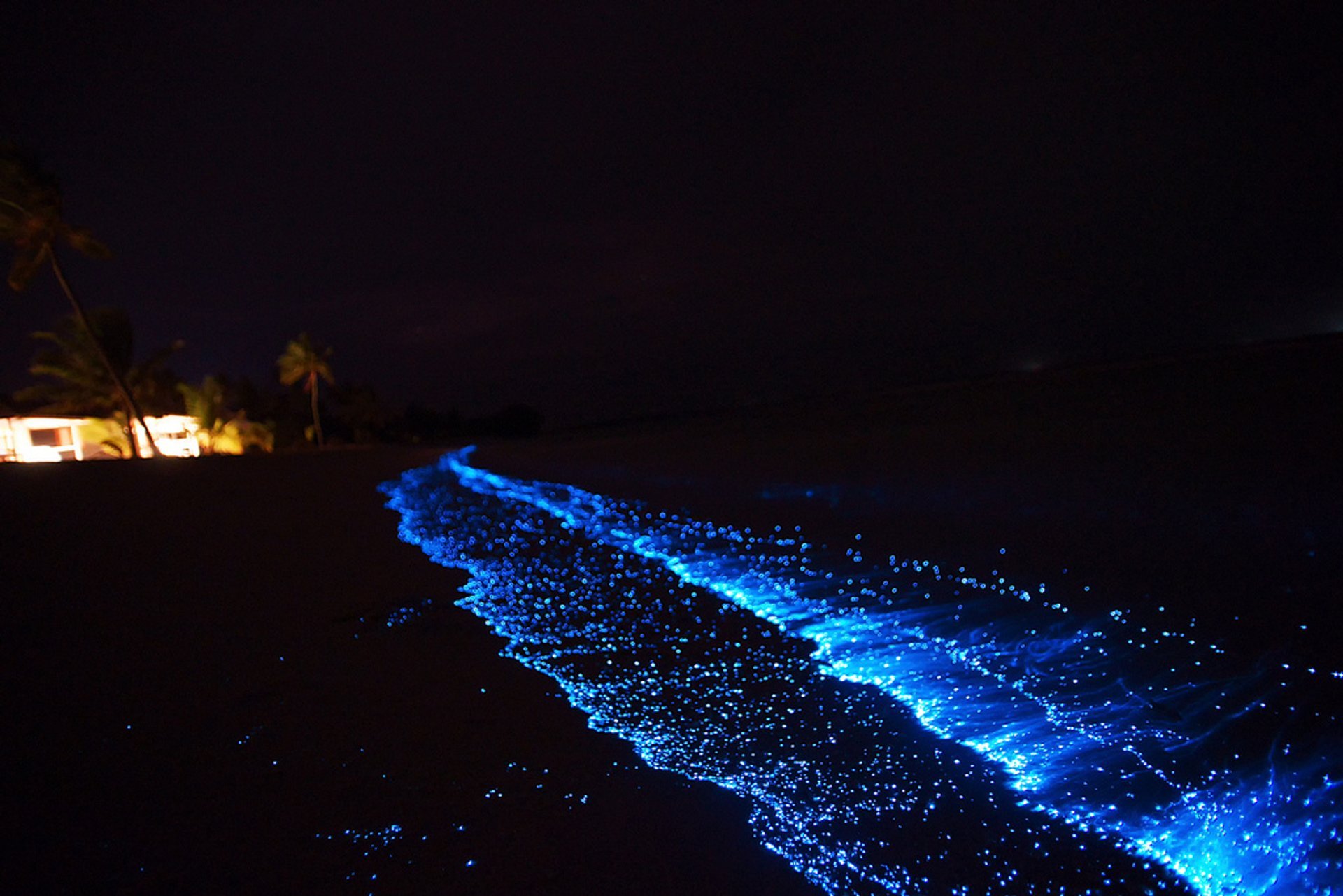 Звездное море существует. Остров Ваадху Мальдивы. Пляж Ваадху Мальдивы. Остров Фуладху Мальдивы. Остров Ваадху Мальдивы светящийся планктон.