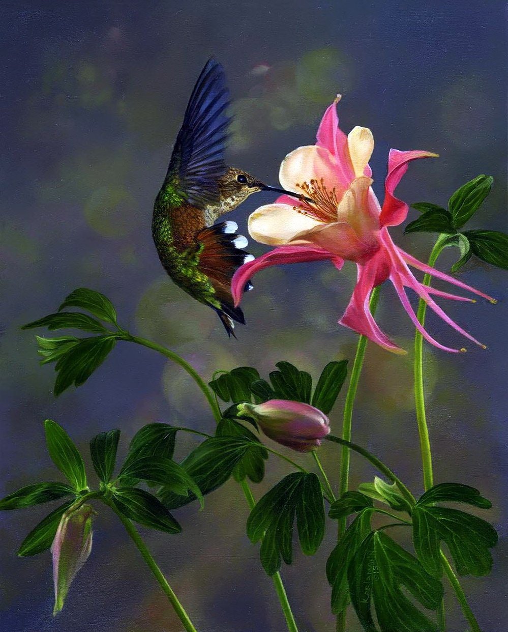 Птицы живущие в цветах. Колибри опыляют растения. Колибри на Бали. Колибри расцветка. Птичка Калибри или Колибри.