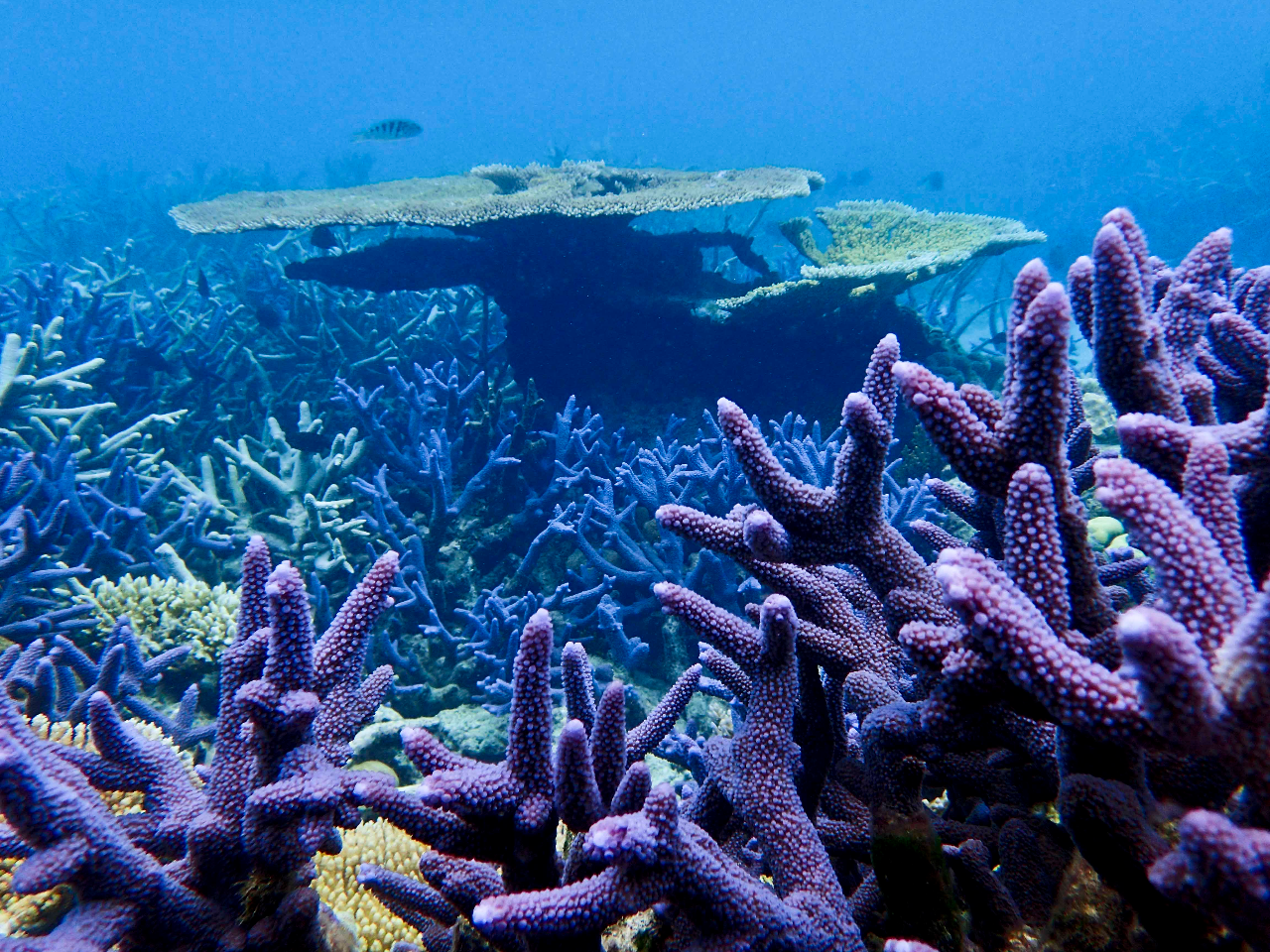 Органический тихого океана. Кораллы большого барьерного рифа Австралия. Большой Барьерный риф в коралловом море. Большой Барьерный риф коралловые полипы Австралия. Внутрилагунные рифы.