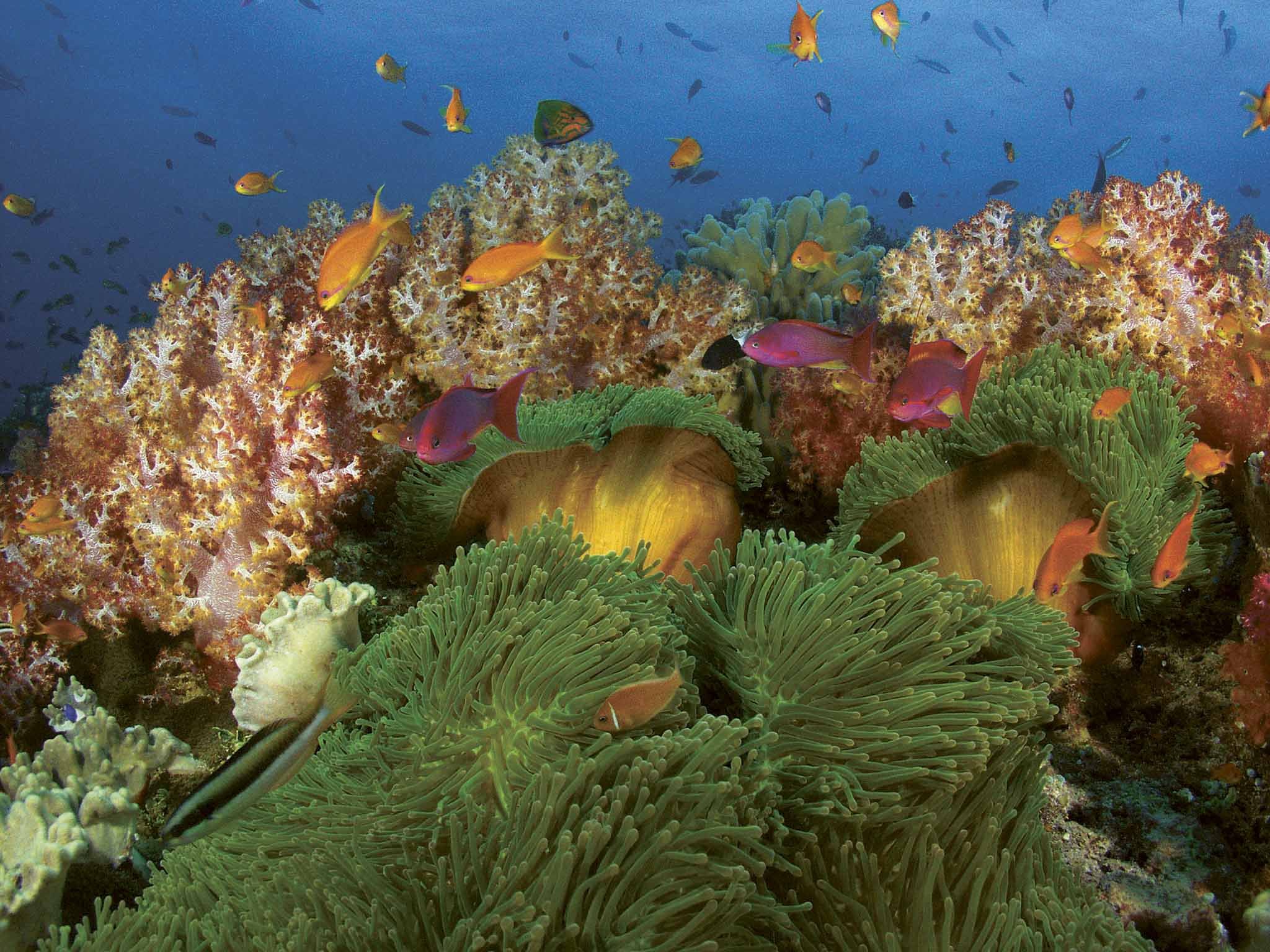 Рифы тихого океана. Коралловые рифы Фиджи. Большой морской риф Фиджи.