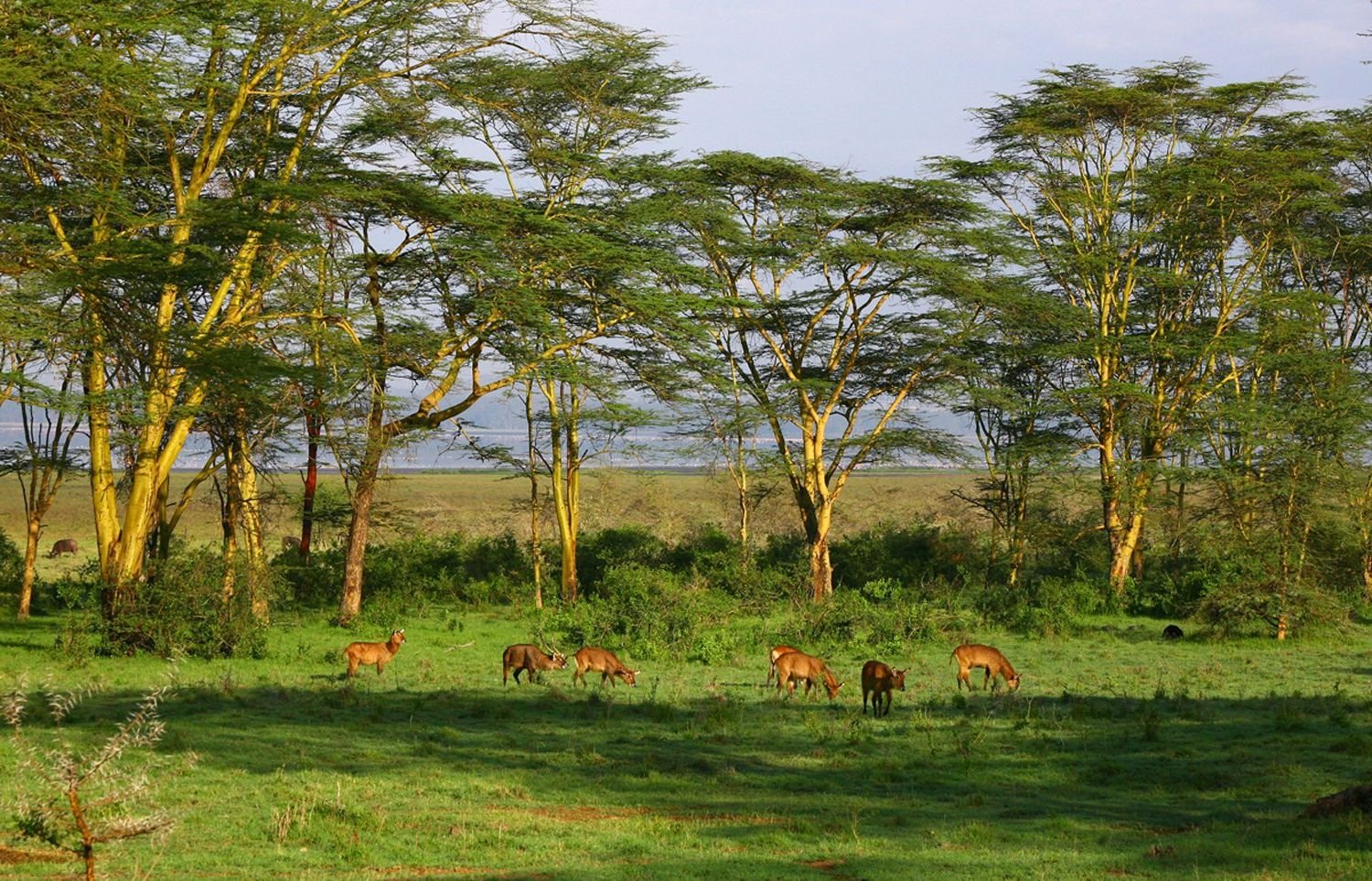 Климат редколесья южной америки. Национальный парк Серенгети Танзания. Саванна Восточной Африки Савана. Растительный мир субэкваториального пояса Африки. Серенгети Танзания дерево львица.
