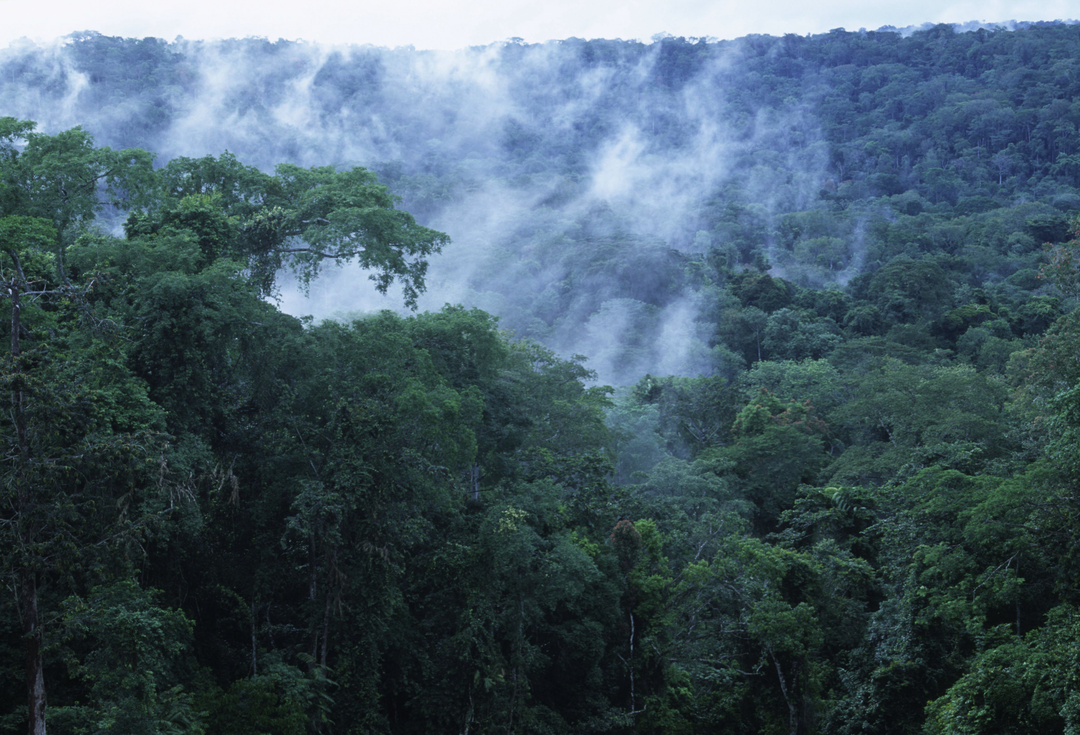 Самые влажные территории на земле. Джунгли Конго. Тропические леса Конго. Дождевой лес Конго. Экваториальный дождевой лес Африки.