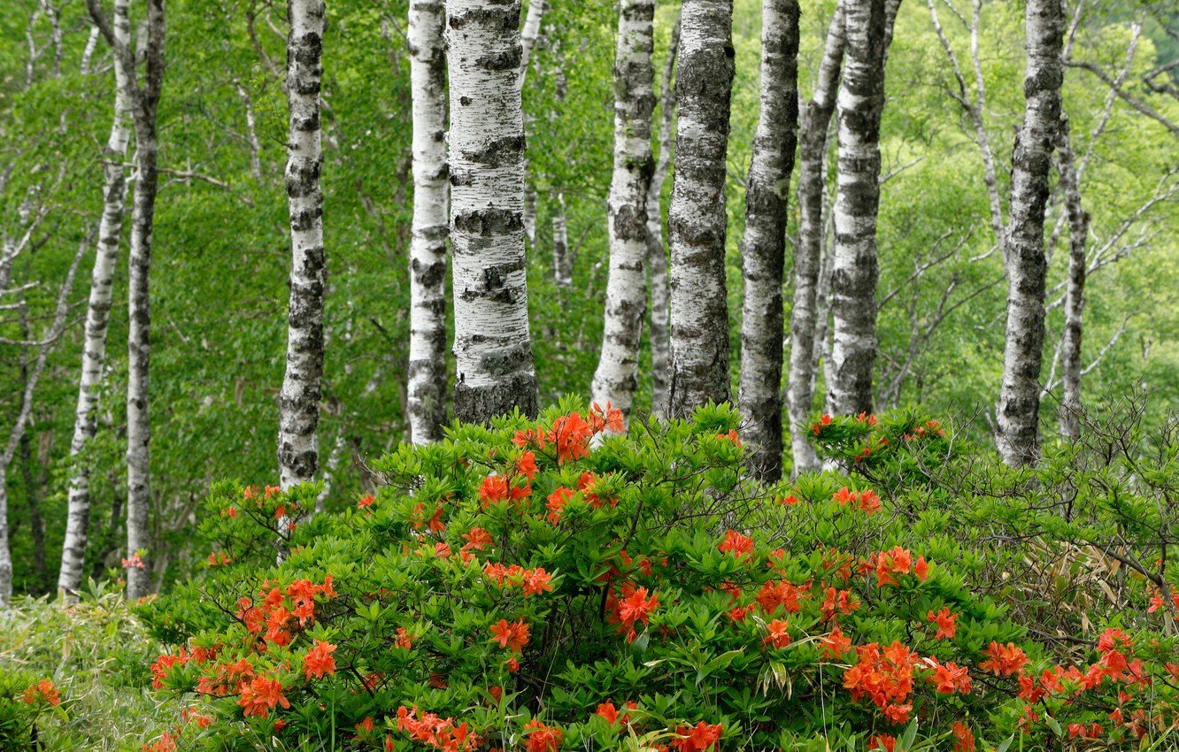 Деревья кустарники травы - фото и картинки: 58 штук