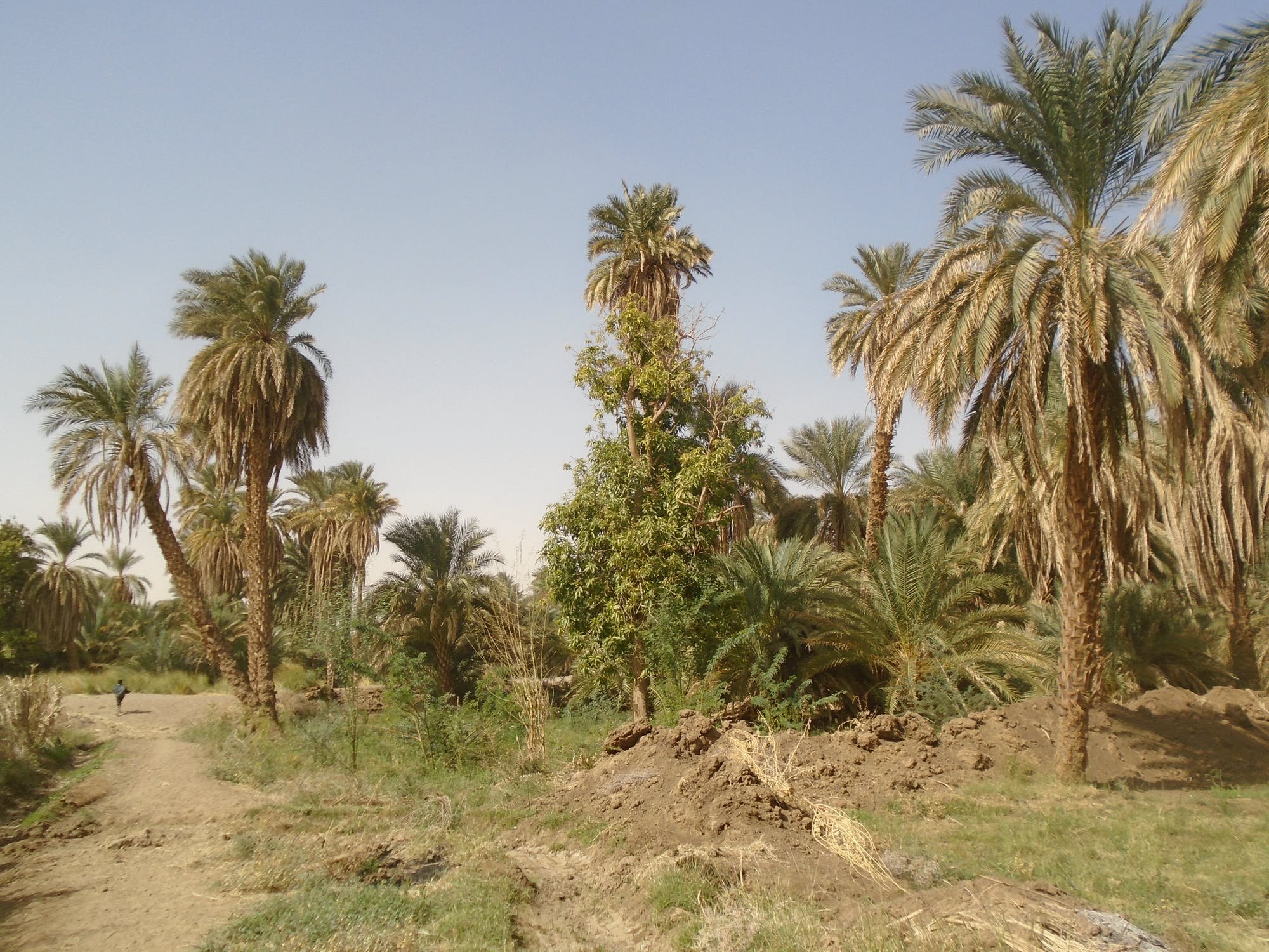 Финиковые пальмы в Египте