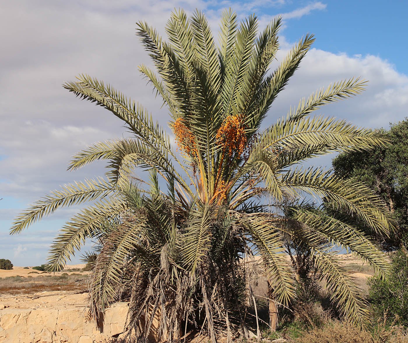 Финики в египте. Финиковые пальмы в Египте. Растения Египта финиковая Пальма. Финик пальчатый. Phoenix dactylifera.