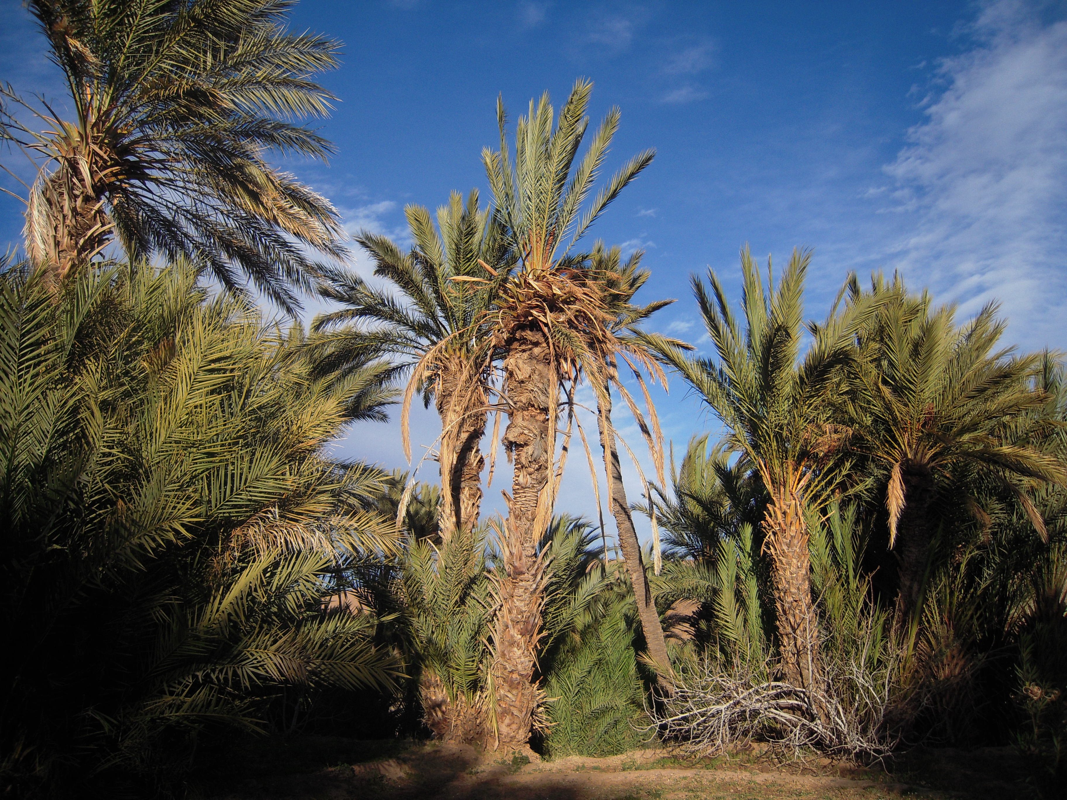 Флора Туниса финиковые пальмы