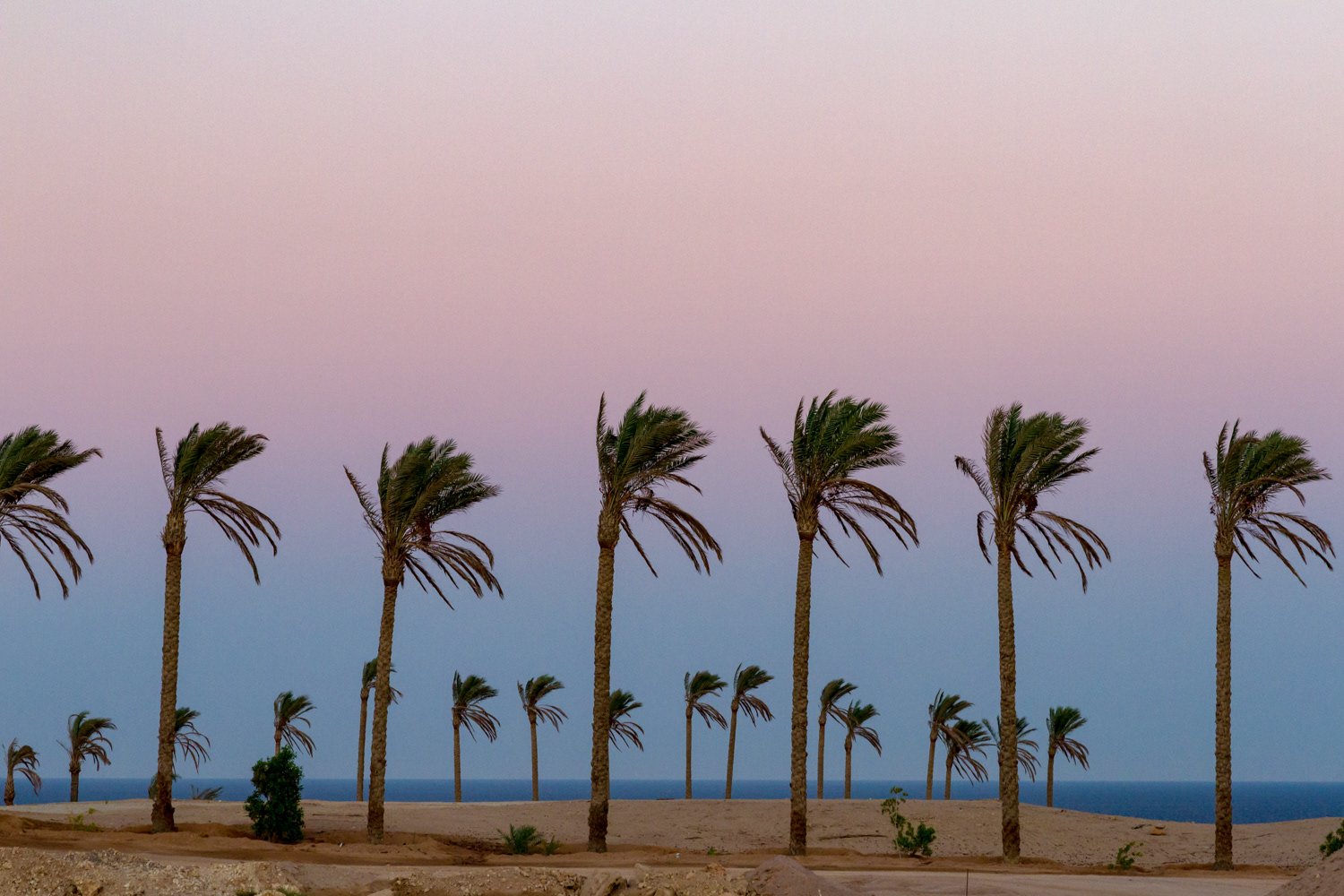 Финики в египте. Финиковые пальмы в Египте. Алжир финиковая Пальма. Вечер Хургада пальмы.