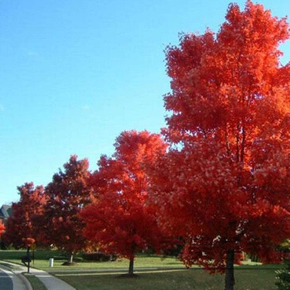 Красные деревья названия и фото. Клен канадский остролистный. Клён канадский краснолистный. Клен канадский сахарный. Клен канадский остролистный красный.