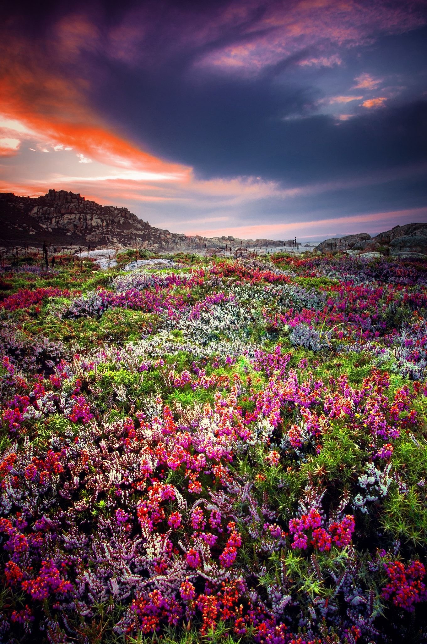 Много цветов в природе. Цветочная Долина, Перуджа, Италия. Индийский парк «Долина цветов». Красота природы. Пейзаж цветы.