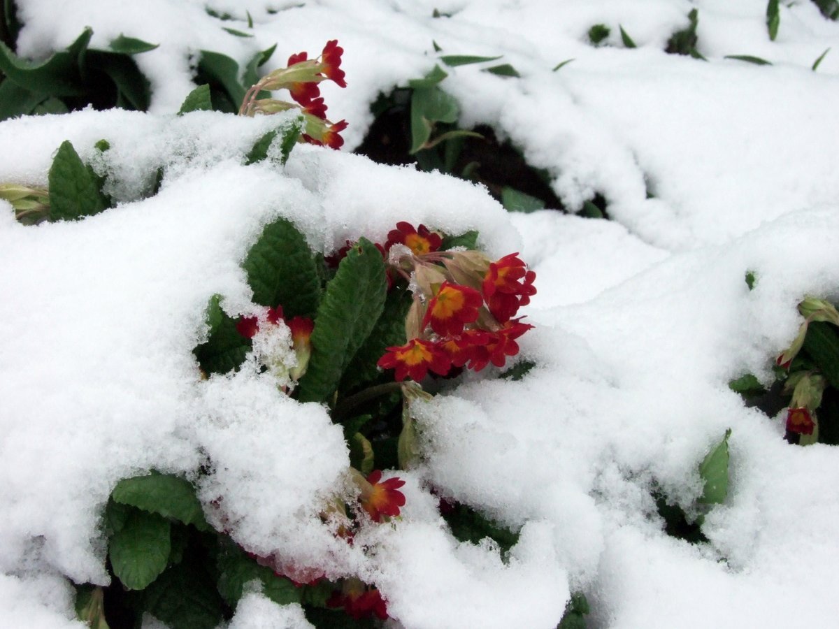 Цветков сугробов. Зимние цветы. Цветы в снегу. Цветы зимой. Растения под снегом.