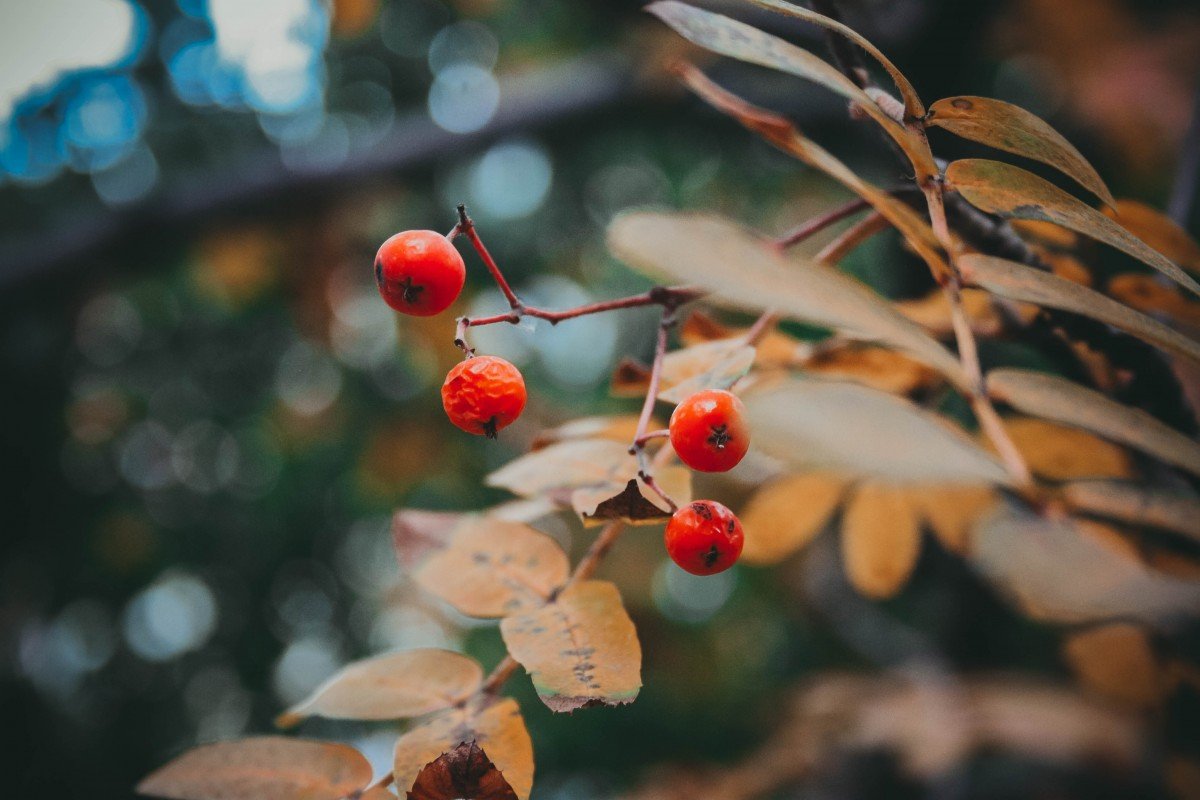 Осенние ягоды на деревьях