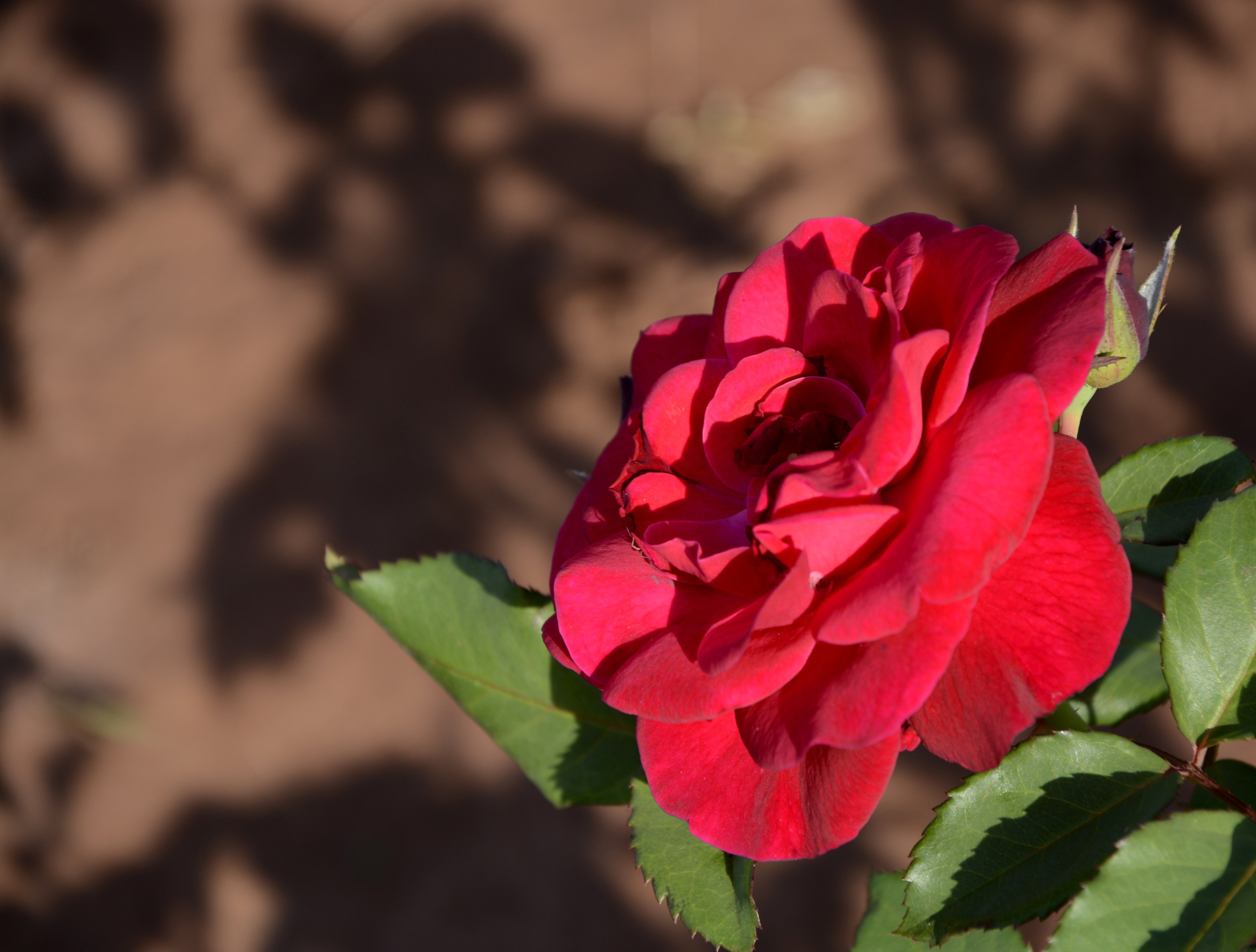 Роза флорибунда на кусте красная