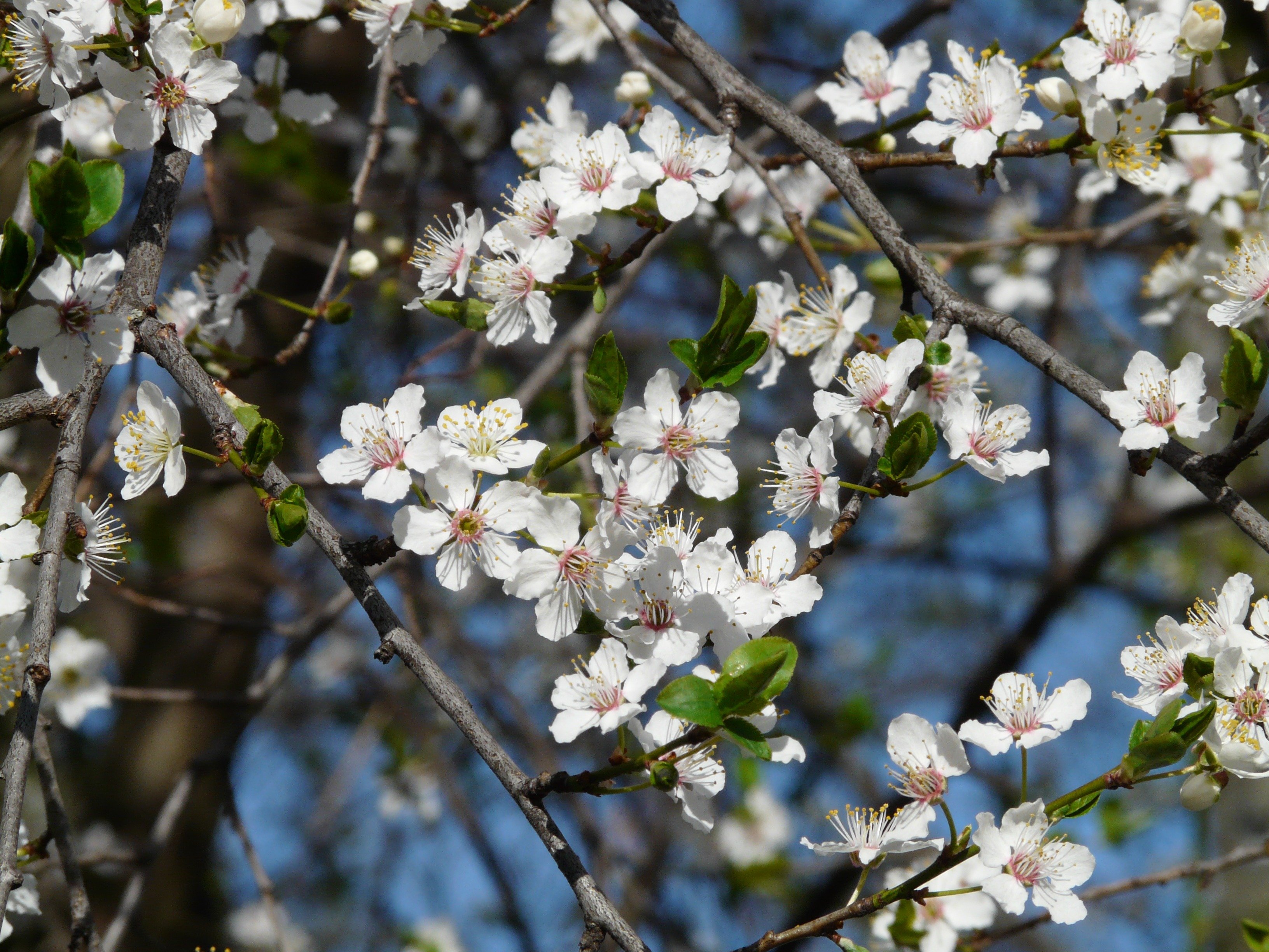 Как цветет слива. Prunus Americana дерево. Дикая вишня цветение. Цветение абрикоса в Армении. Дикая вишня дерево цветет.
