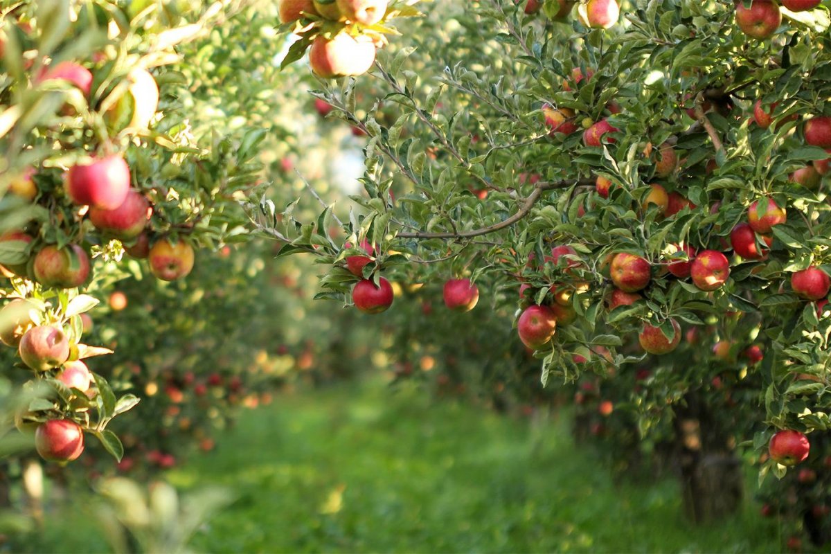 фото яблоневого сада с плодами