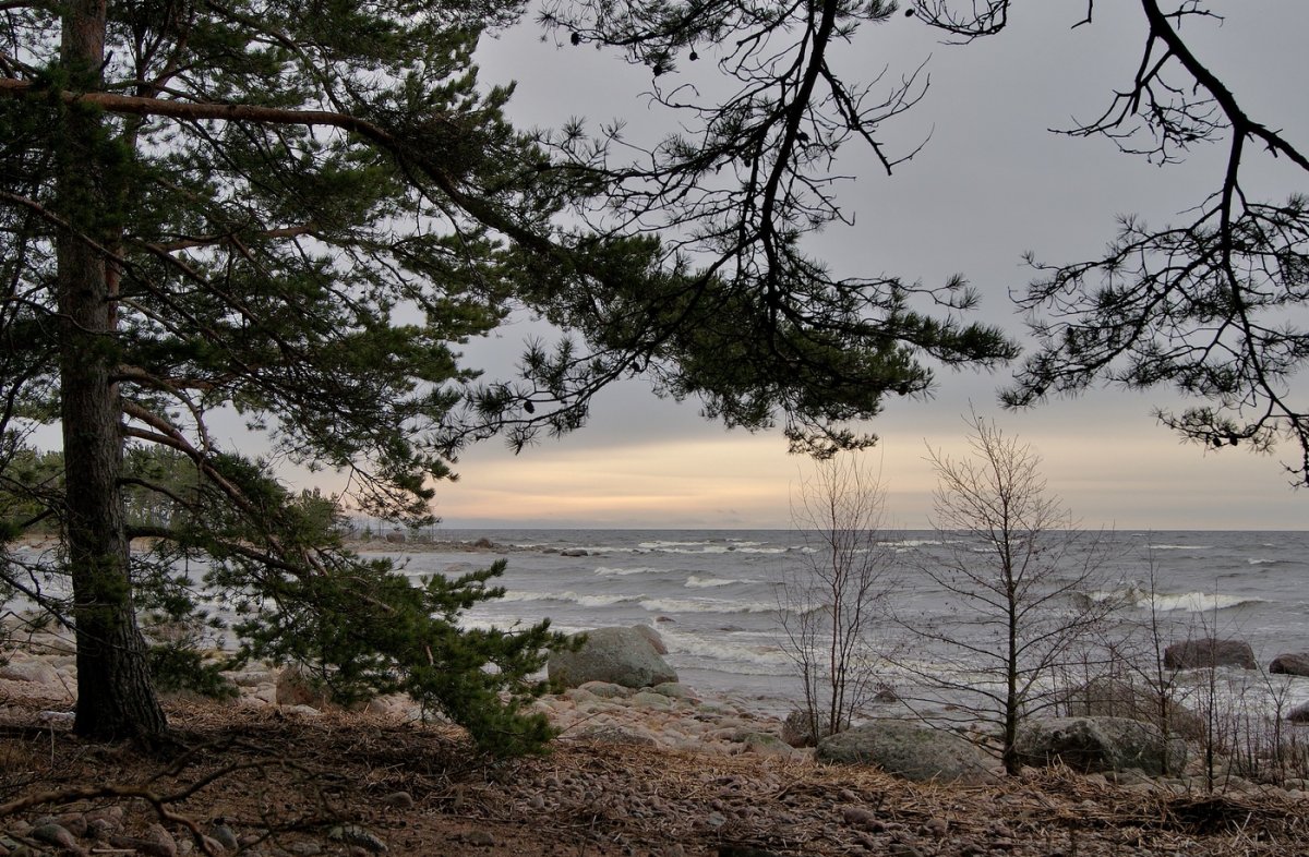 Финский залив Сосновый Бор