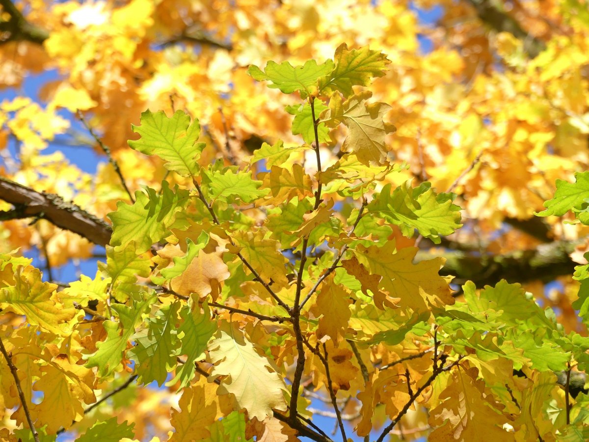 Лист дуба летом и осенью