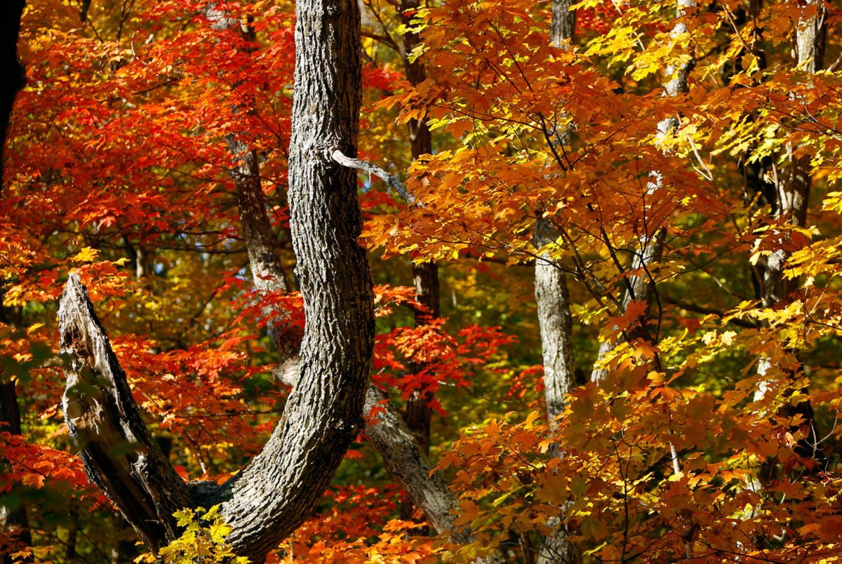 Какая сейчас осень. Красивая осень. Золотая осень. Осень фото. Осенний лес.
