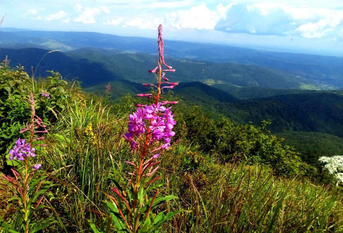 Цветок иван чай фото