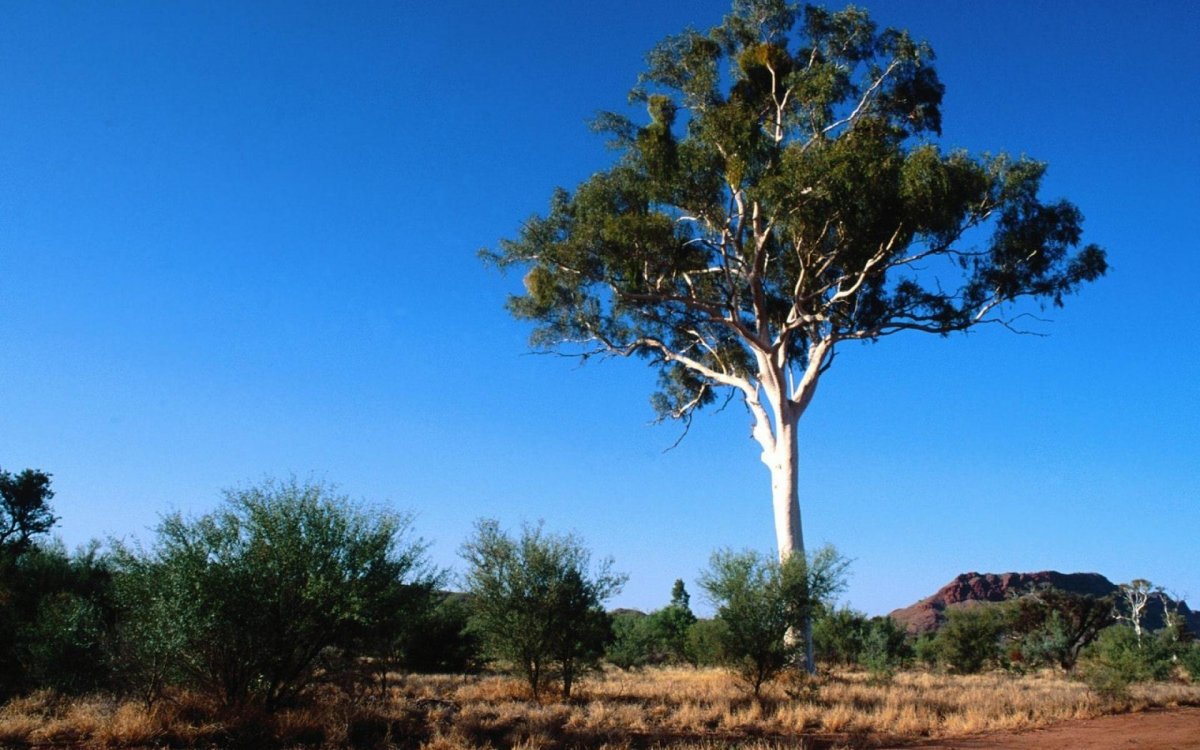 Деревья Австралии