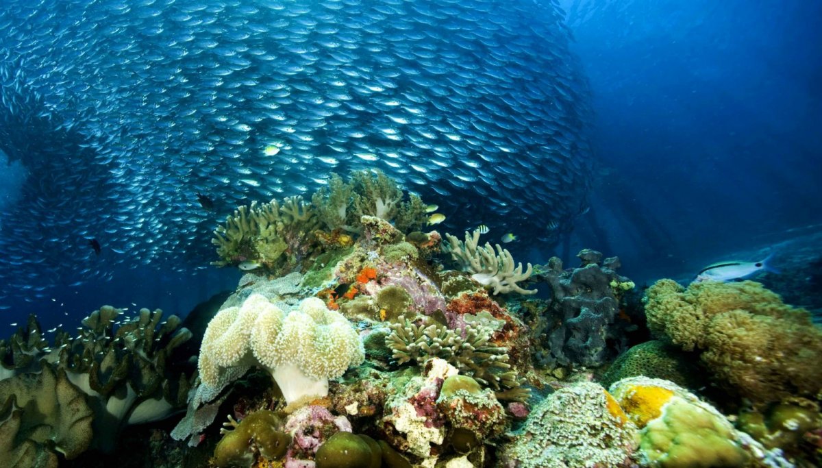 Растительный мир Тихого океана
