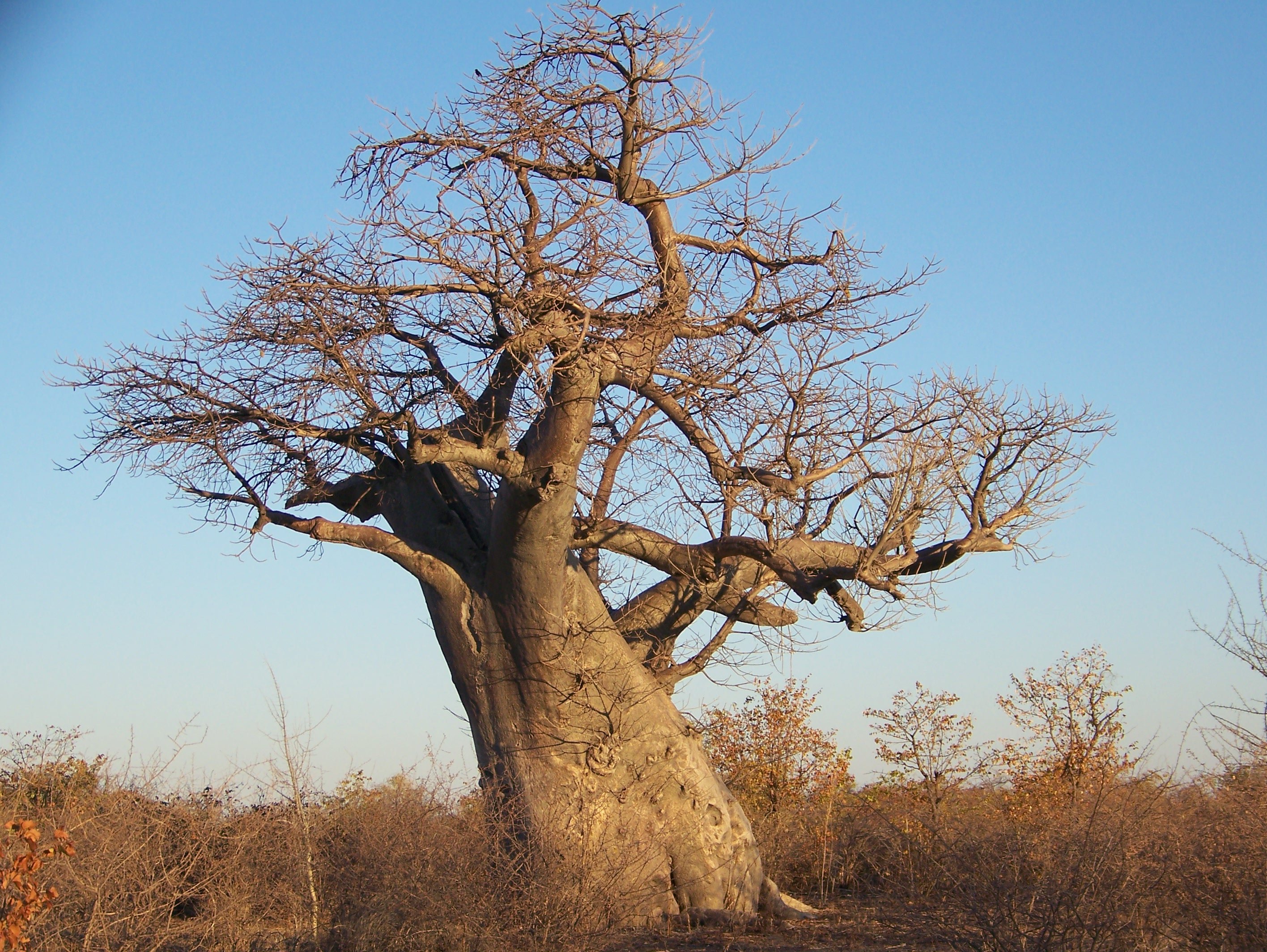Очень толстой дерево. Баобаб. Баобаб в Ботсване. Баобаб Павлович. Баобаб в Зимбабве.