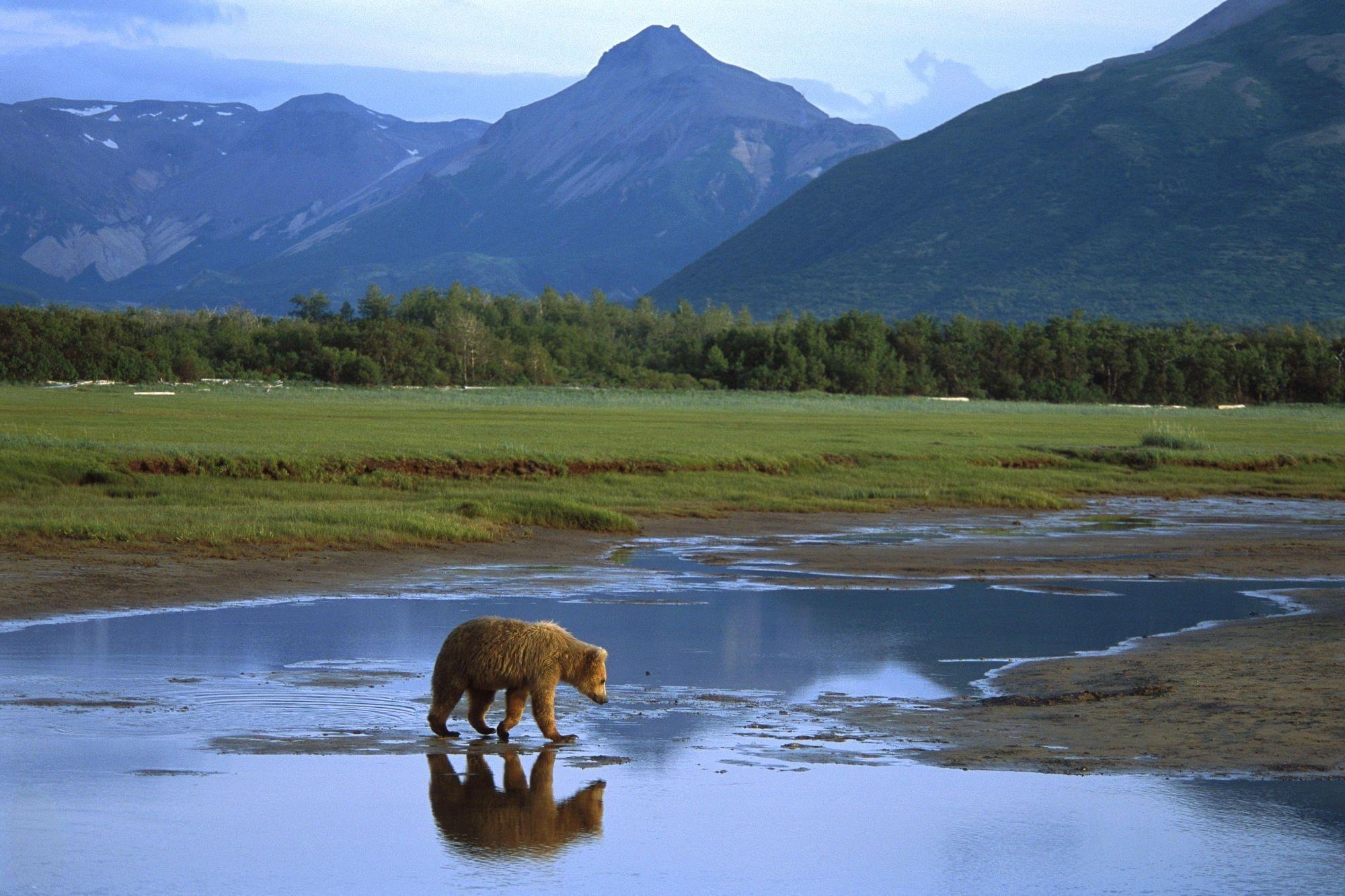Дикая природа сообщение. Национальный парк Катмай. Национальный парк Катмай Аляска. Северная Америка медведь Гризли. Гризли на Аляске.