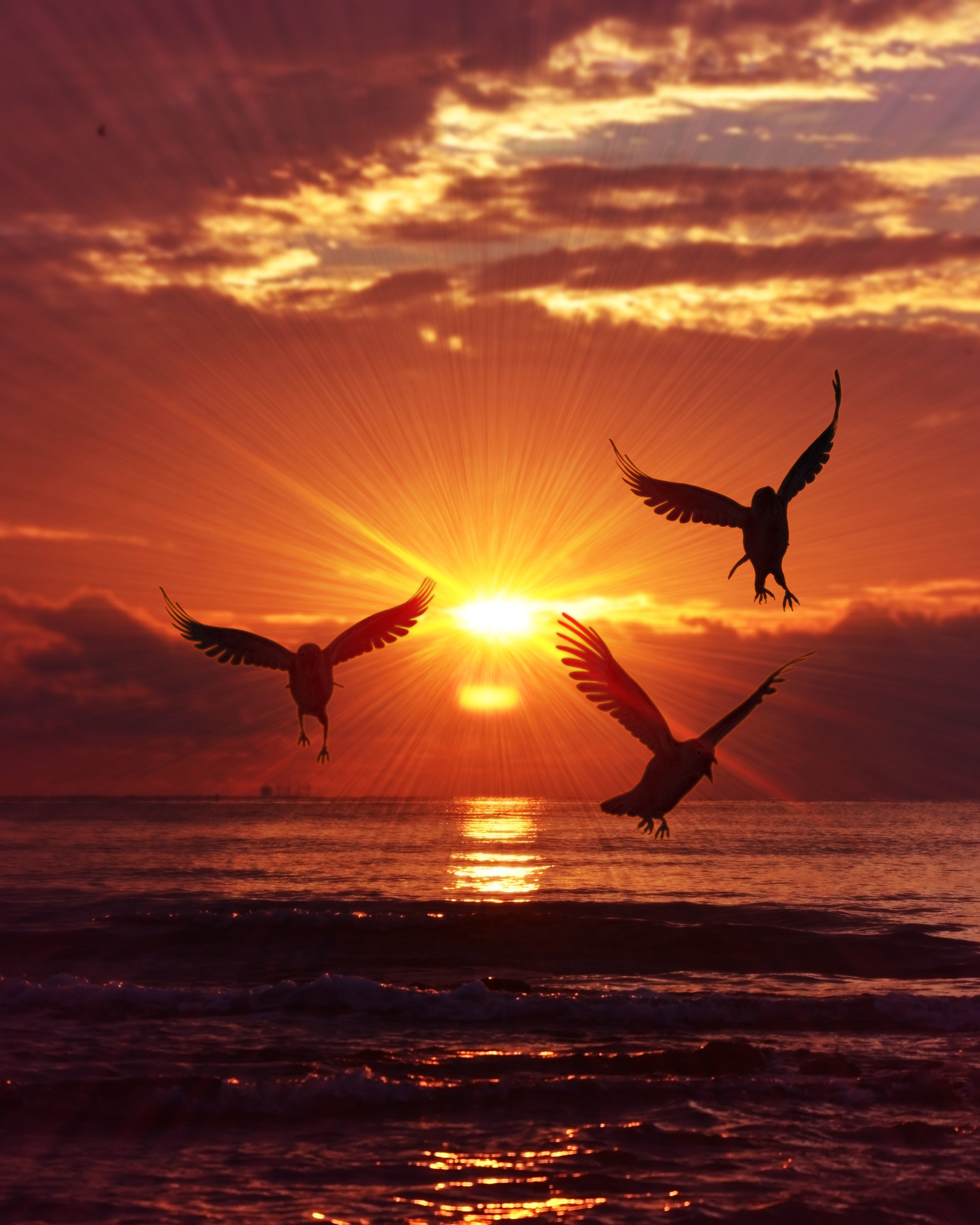 Море птицы рассвет