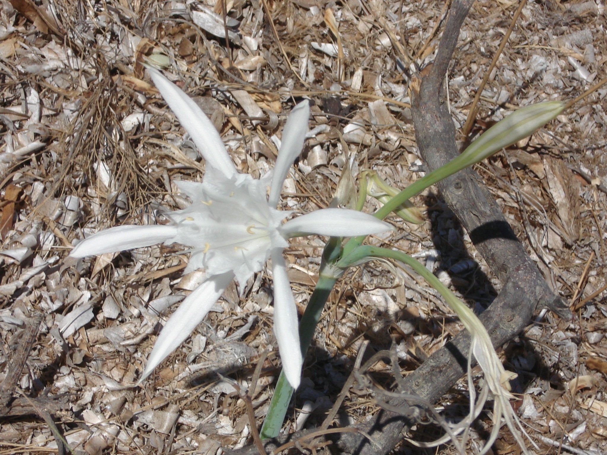 Leontopodium alpinum Cass Эдельвейс Альпийский