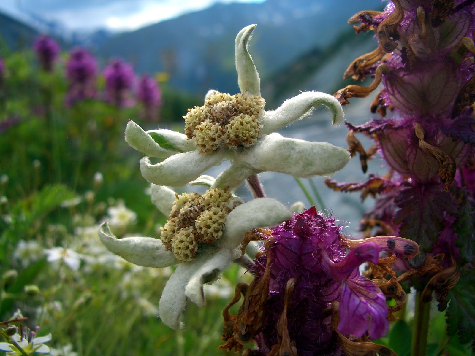 Эдельвейс Алтайский цветок