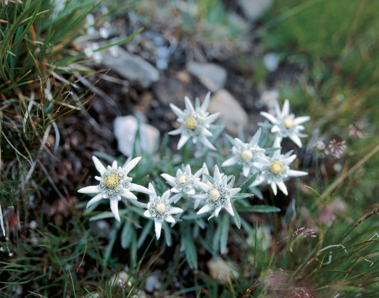 Leontopodium alpinum Cass Эдельвейс Альпийский